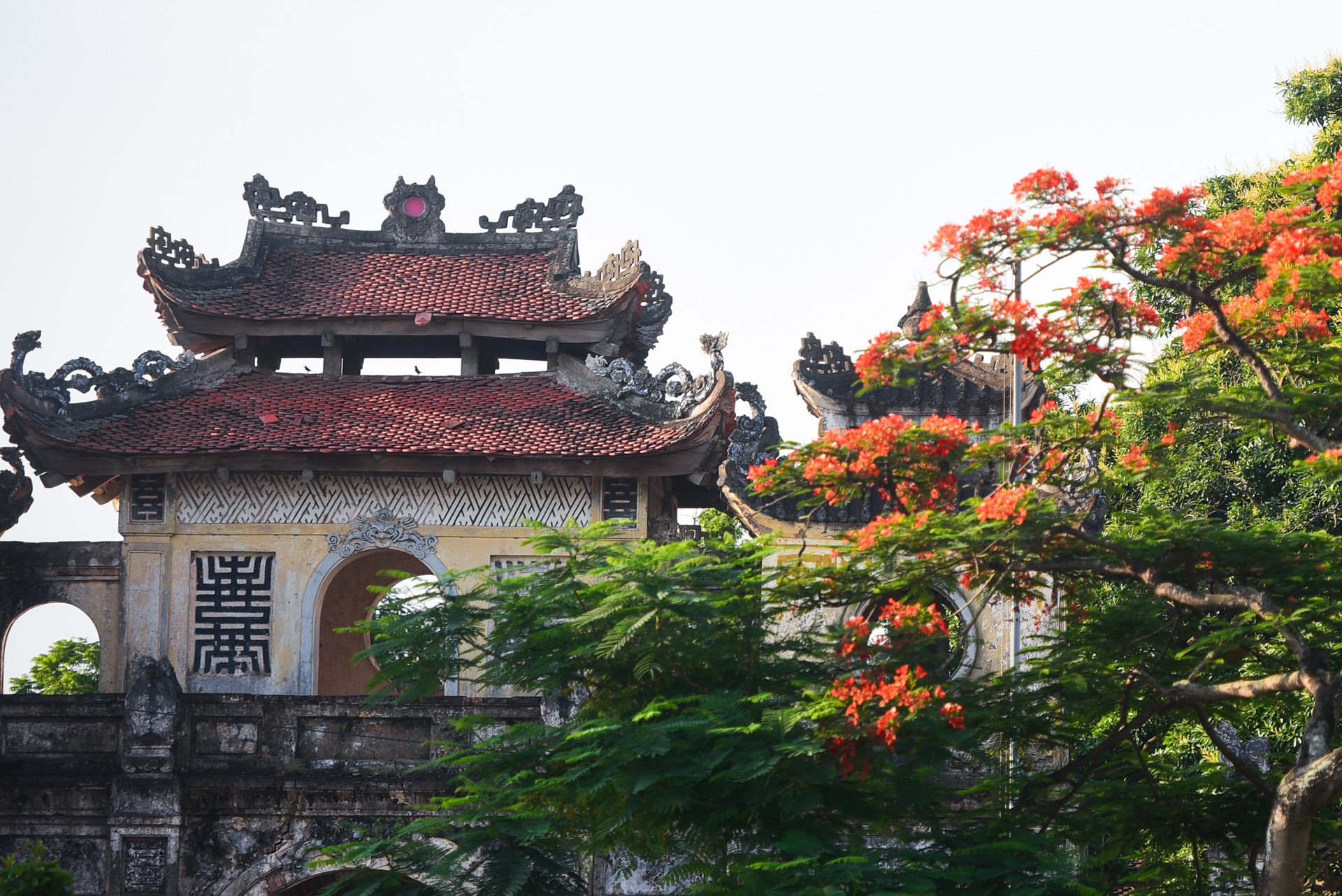 Ha Noi ruc ro mau hoa phuong anh 8