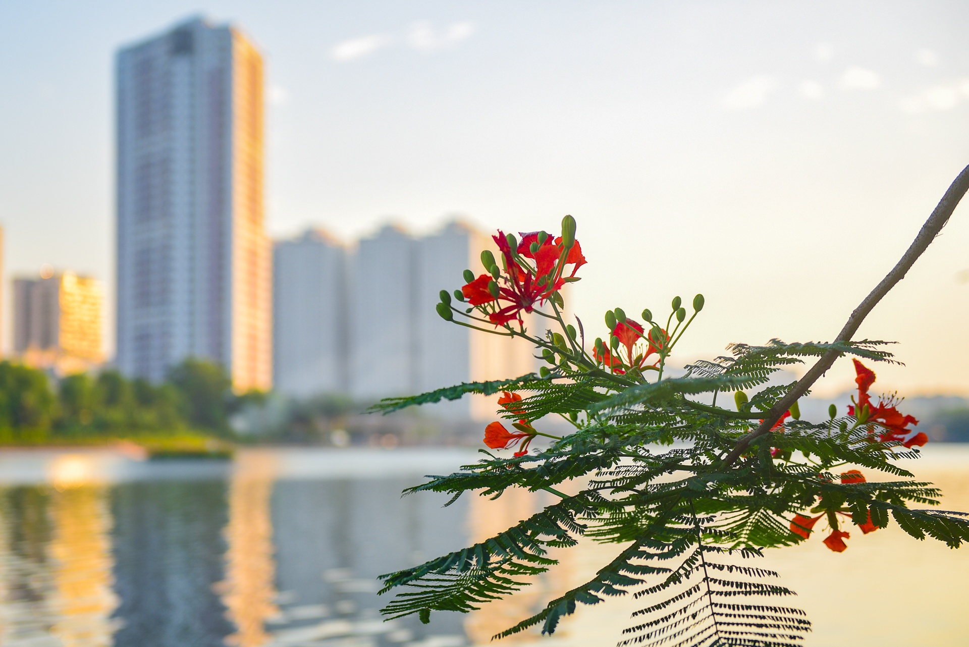 Ha Noi ruc ro mau hoa phuong anh 9