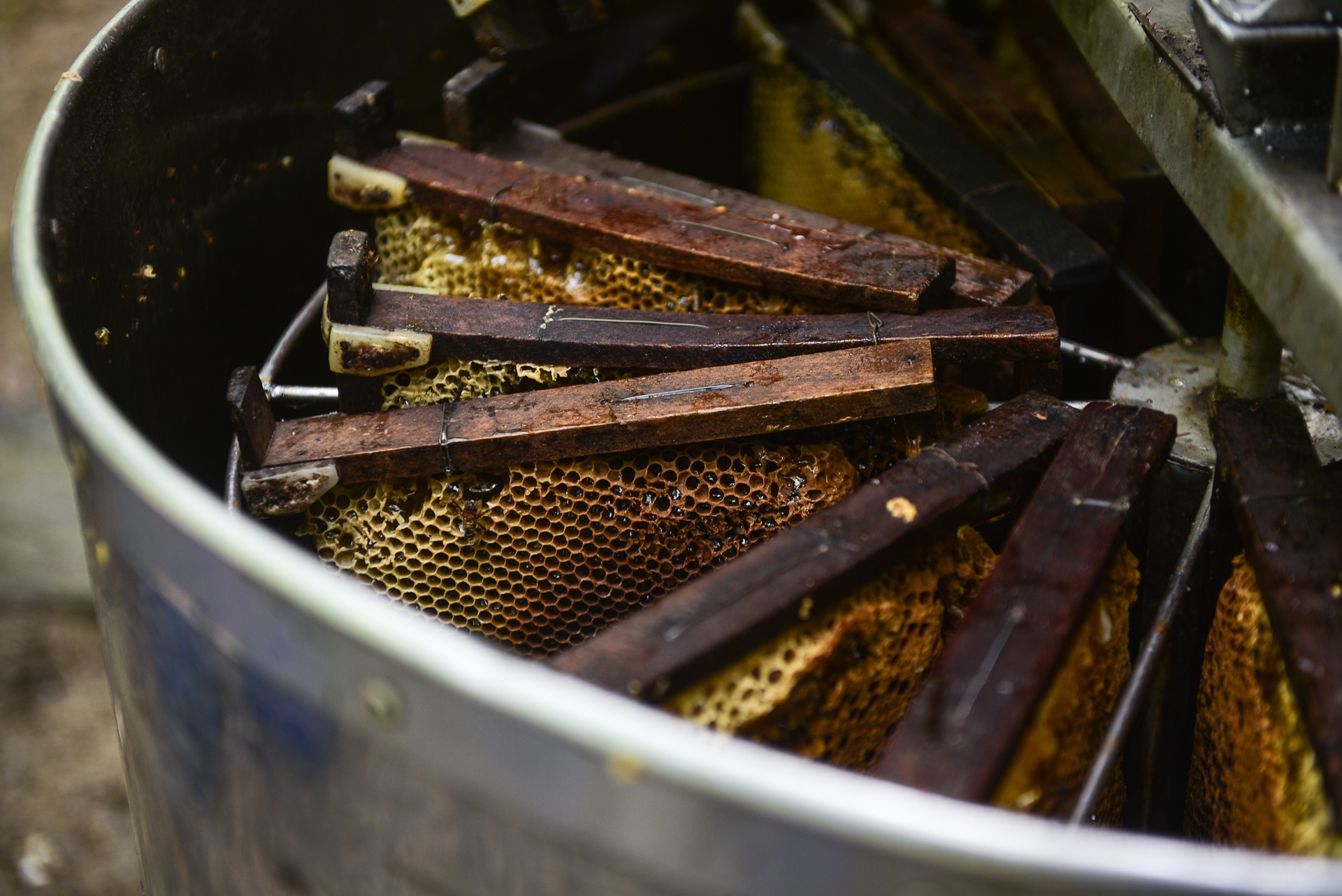 mua lay mat cua trieu phu nuoi ong anh 12