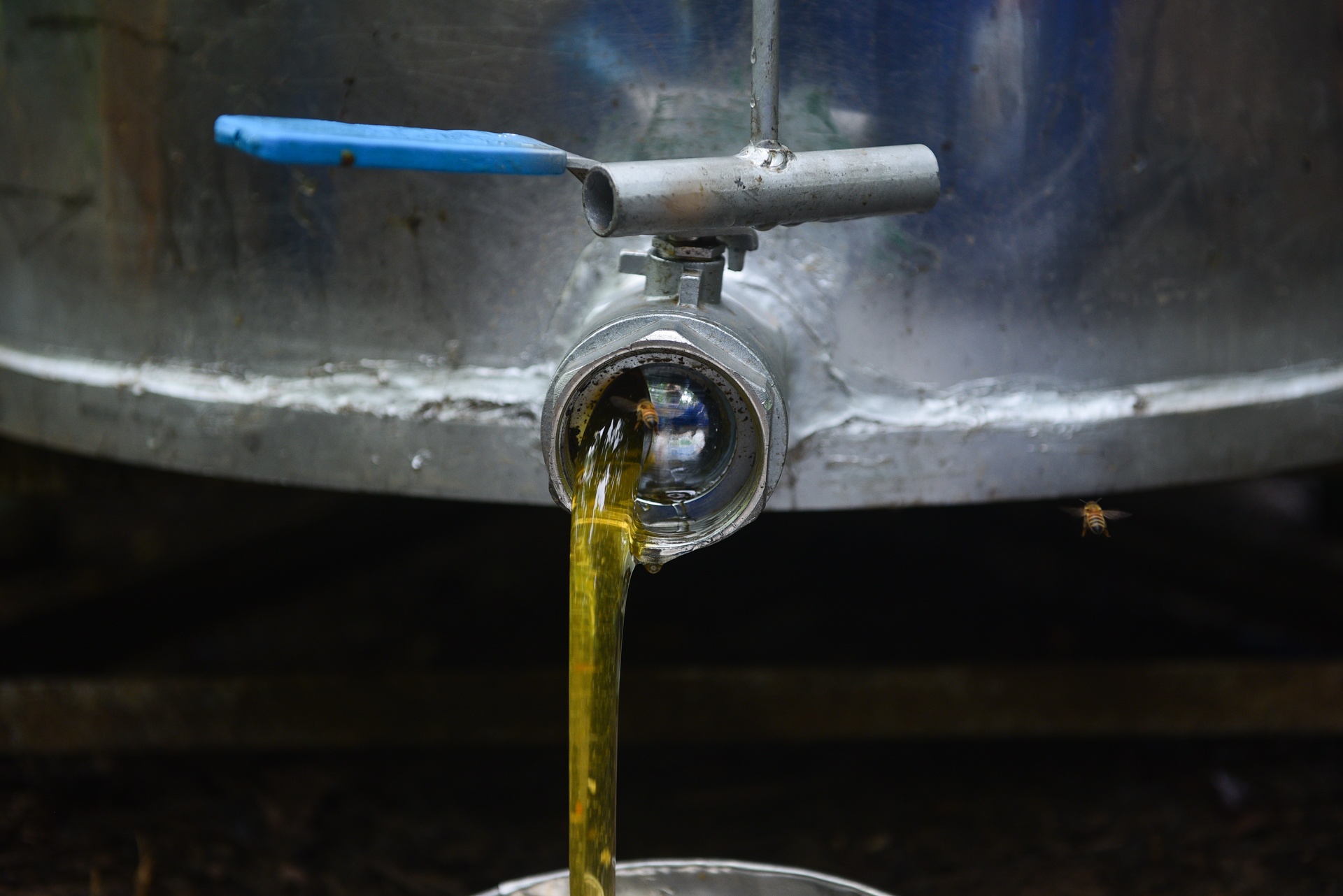 mua lay mat cua trieu phu nuoi ong anh 13