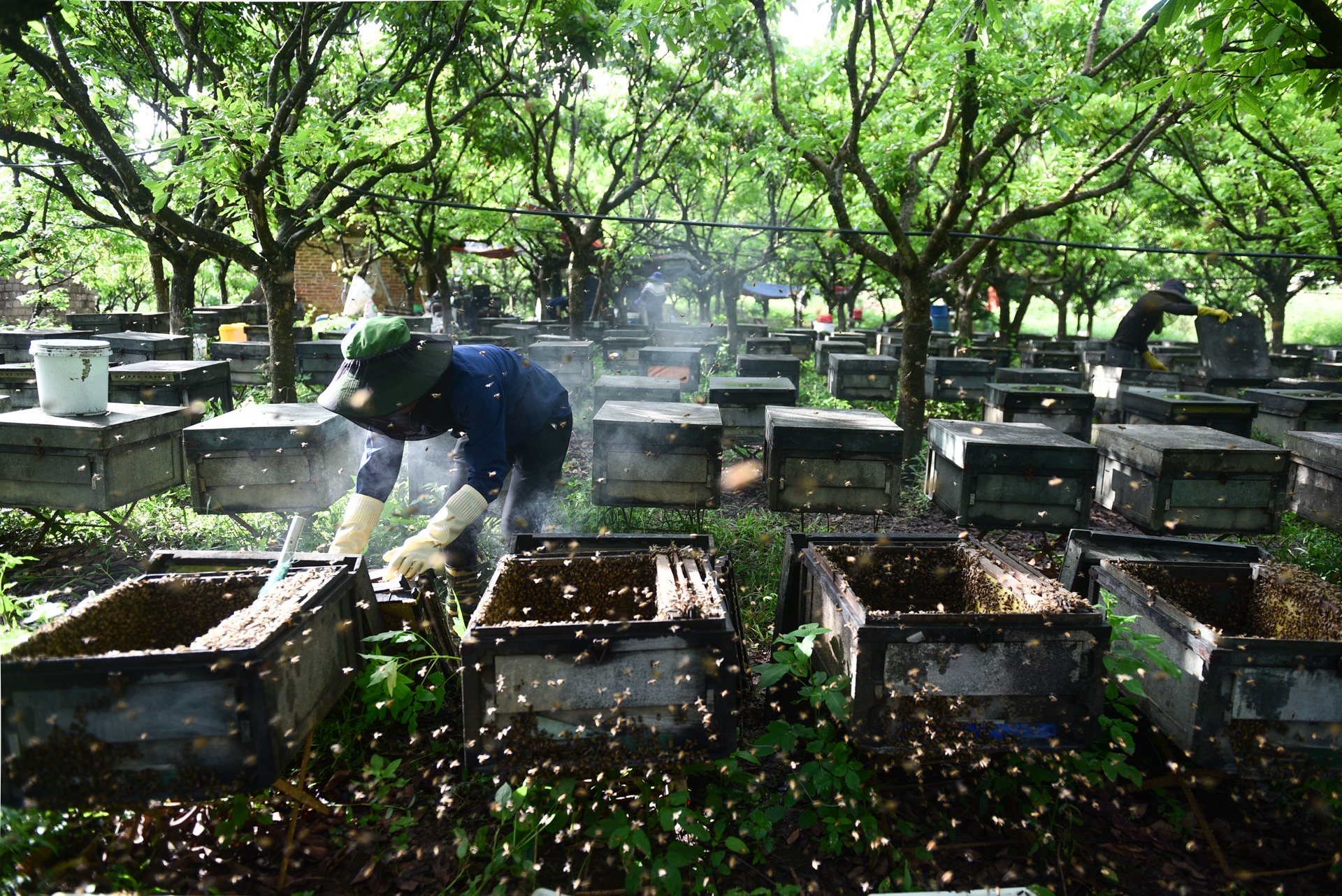 mua lay mat cua trieu phu nuoi ong anh 15