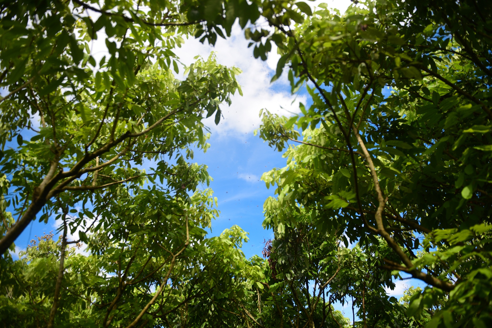 mua lay mat cua trieu phu nuoi ong anh 14