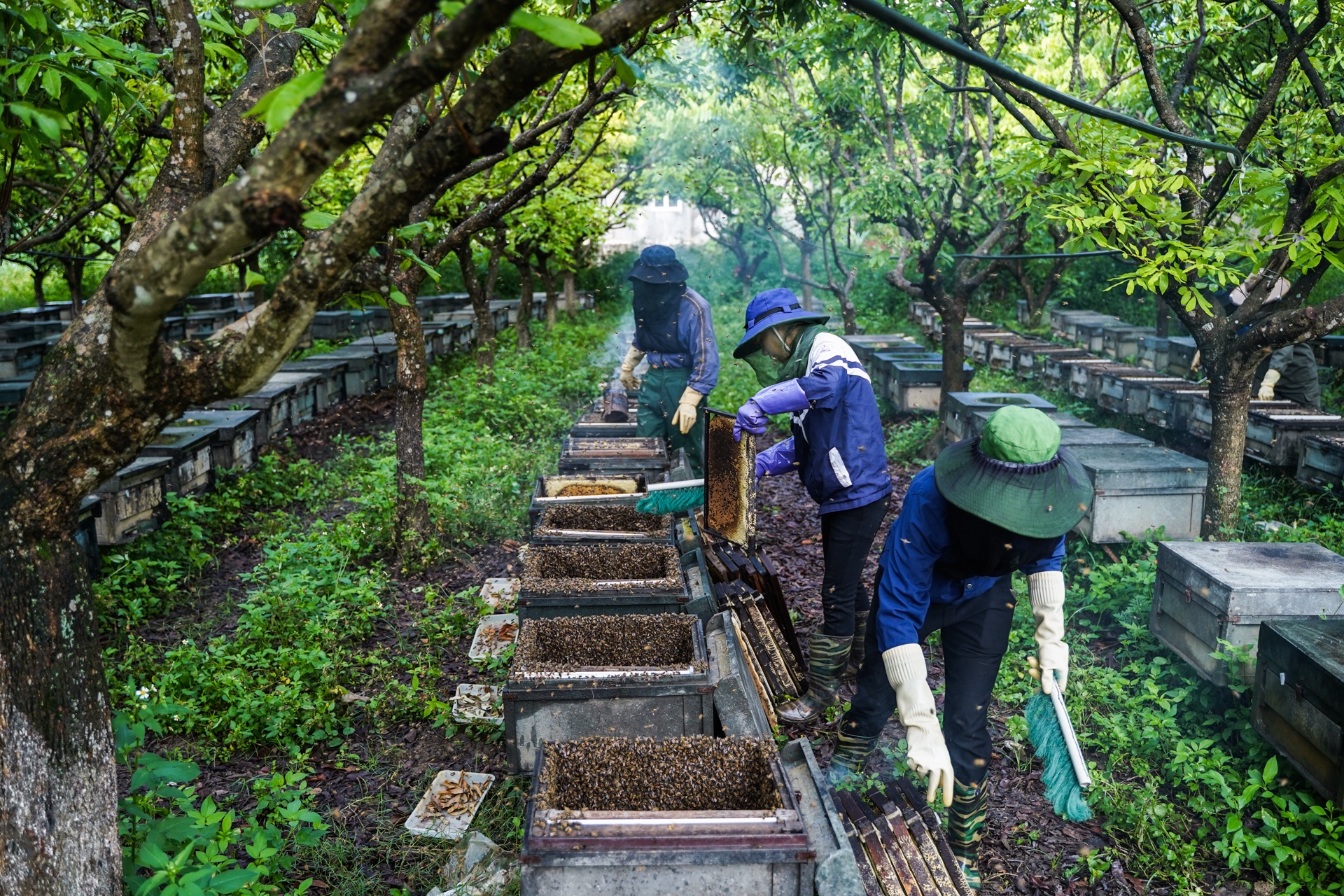 mua lay mat cua trieu phu nuoi ong anh 3