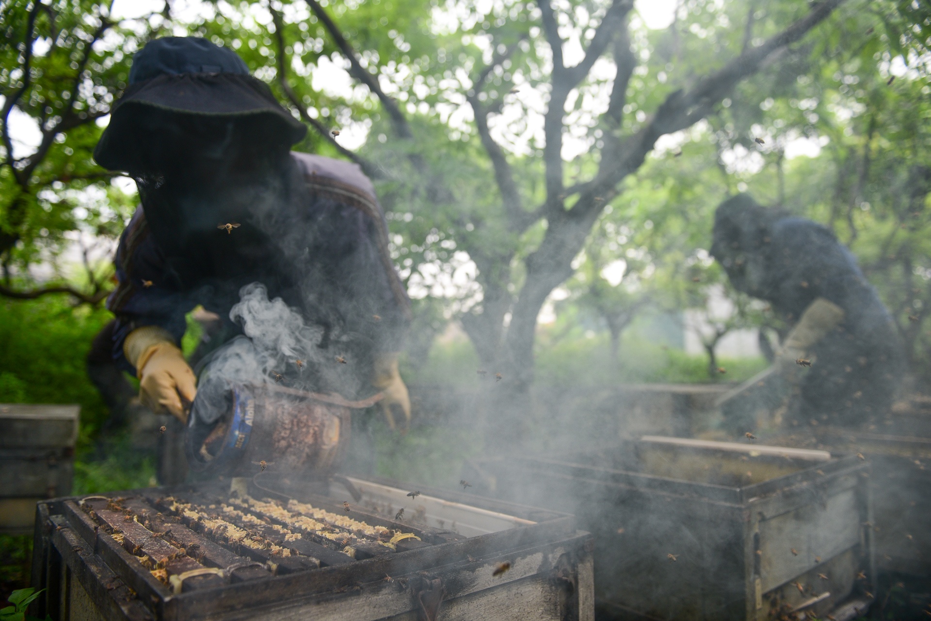 mua lay mat cua trieu phu nuoi ong anh 7