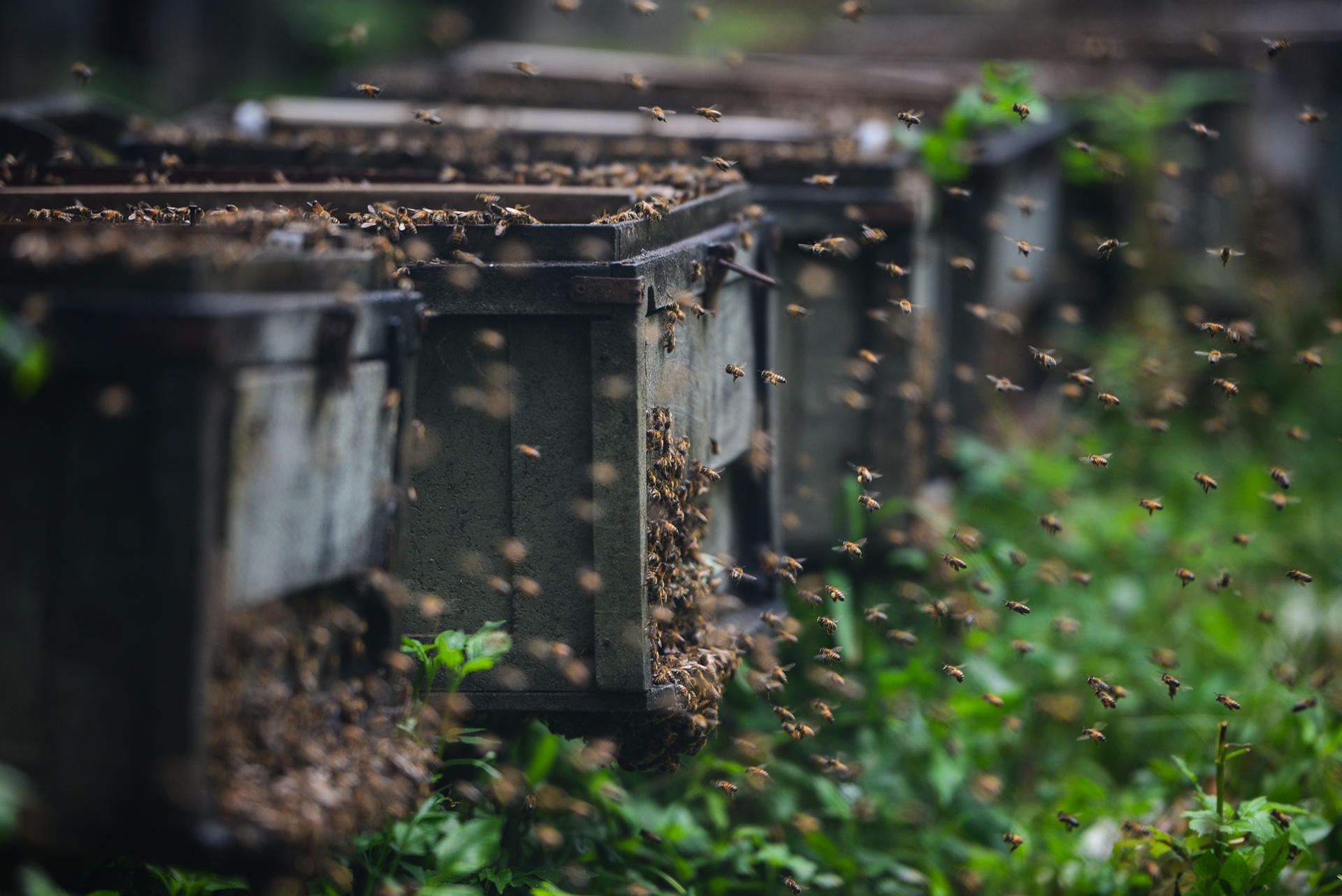 mua lay mat cua trieu phu nuoi ong anh 8