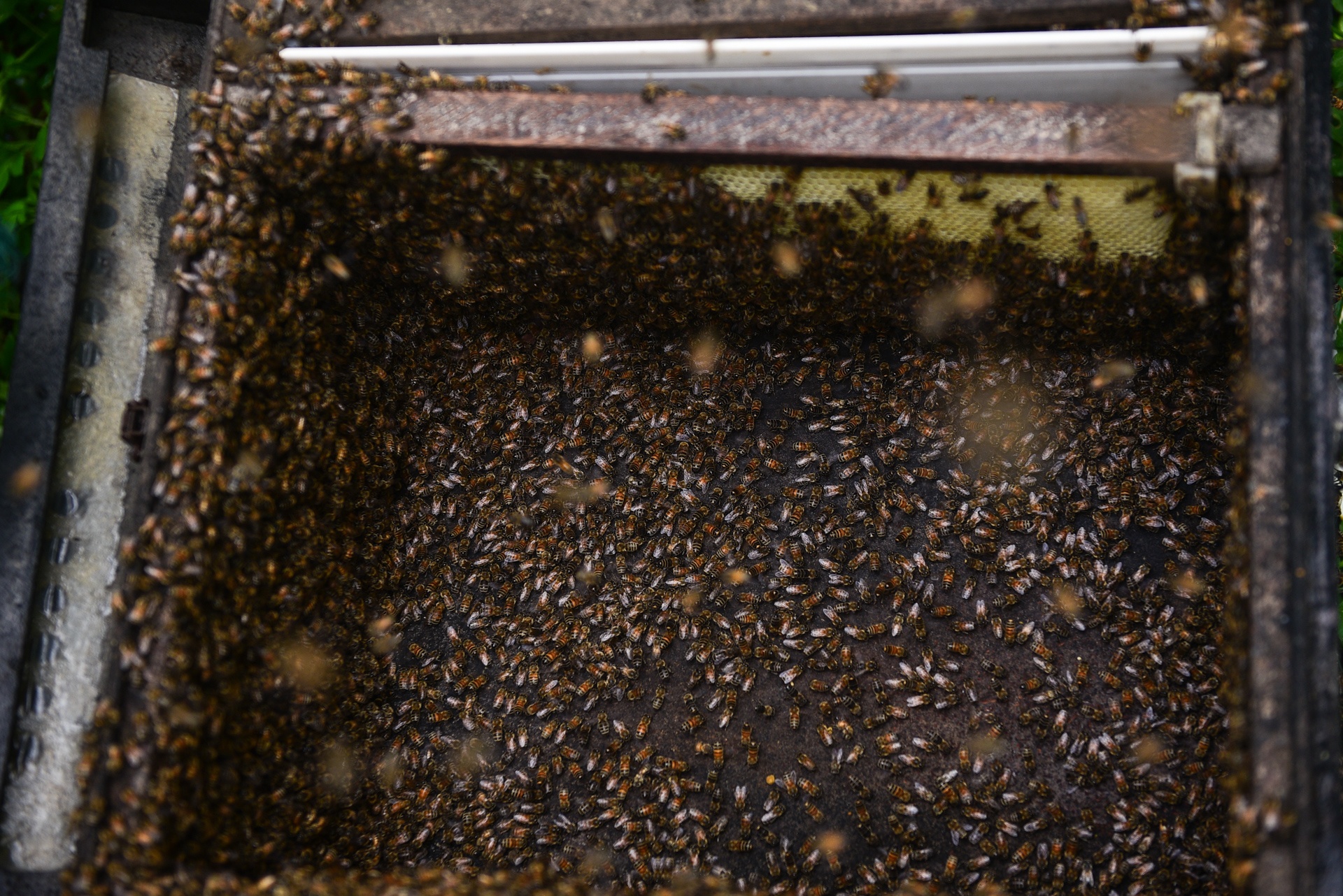 mua lay mat cua trieu phu nuoi ong anh 9