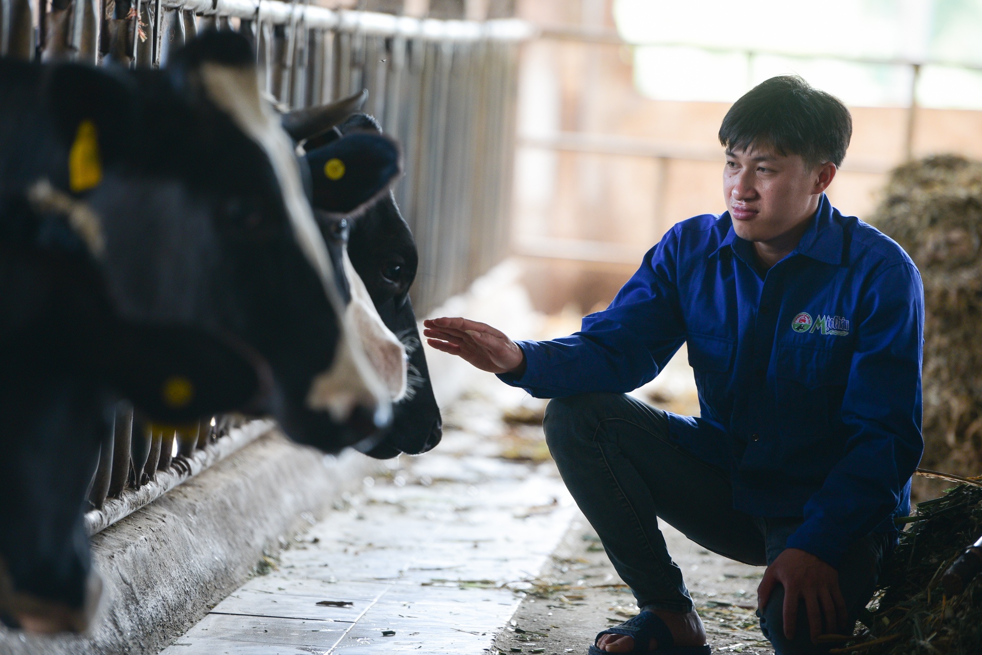 tỷ phú bò sữa 9x ảnh 16 ty phu bo sua 9x anh 16