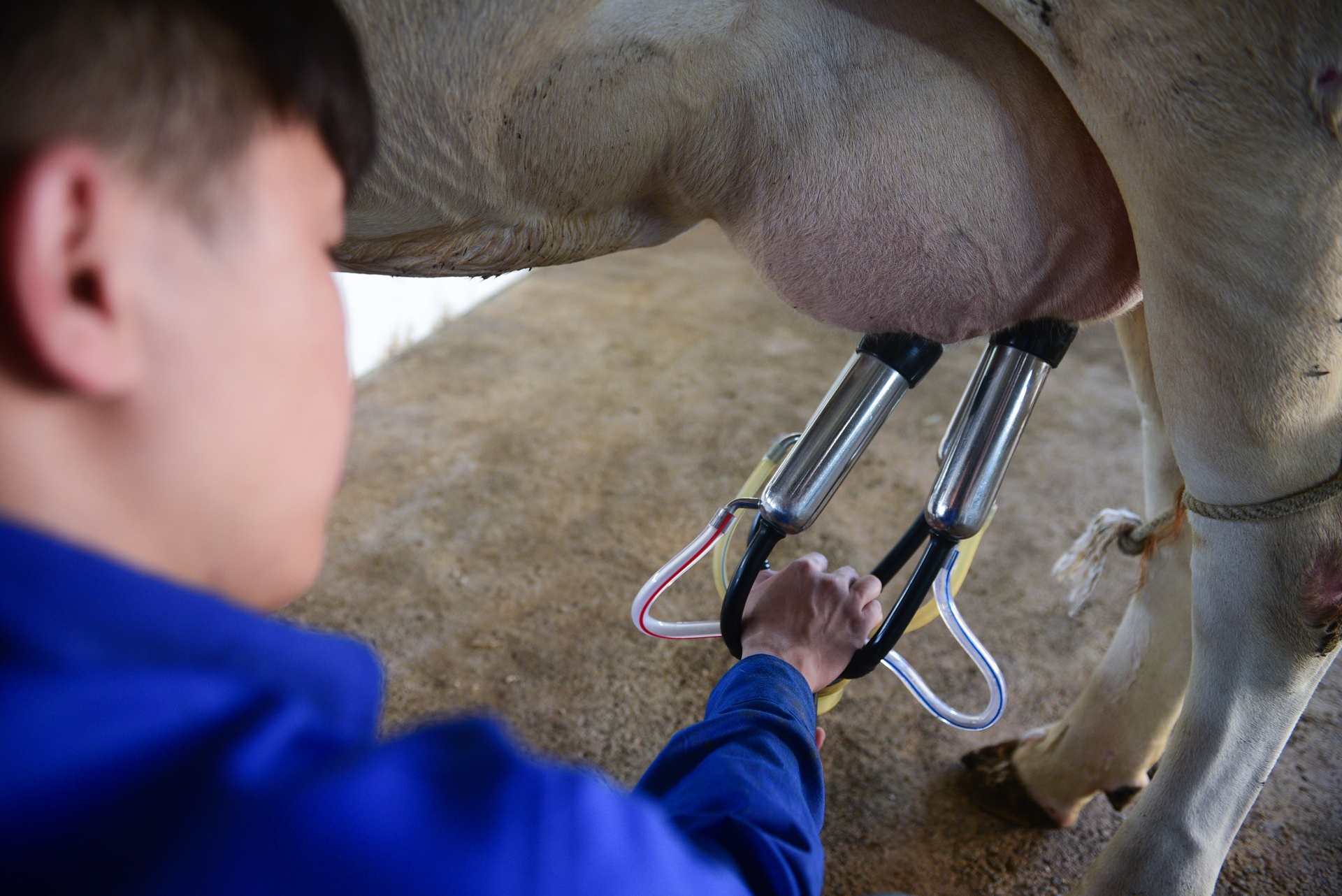 tỷ phú bò sữa 9x ảnh 7 ty phu bo sua 9x anh 7