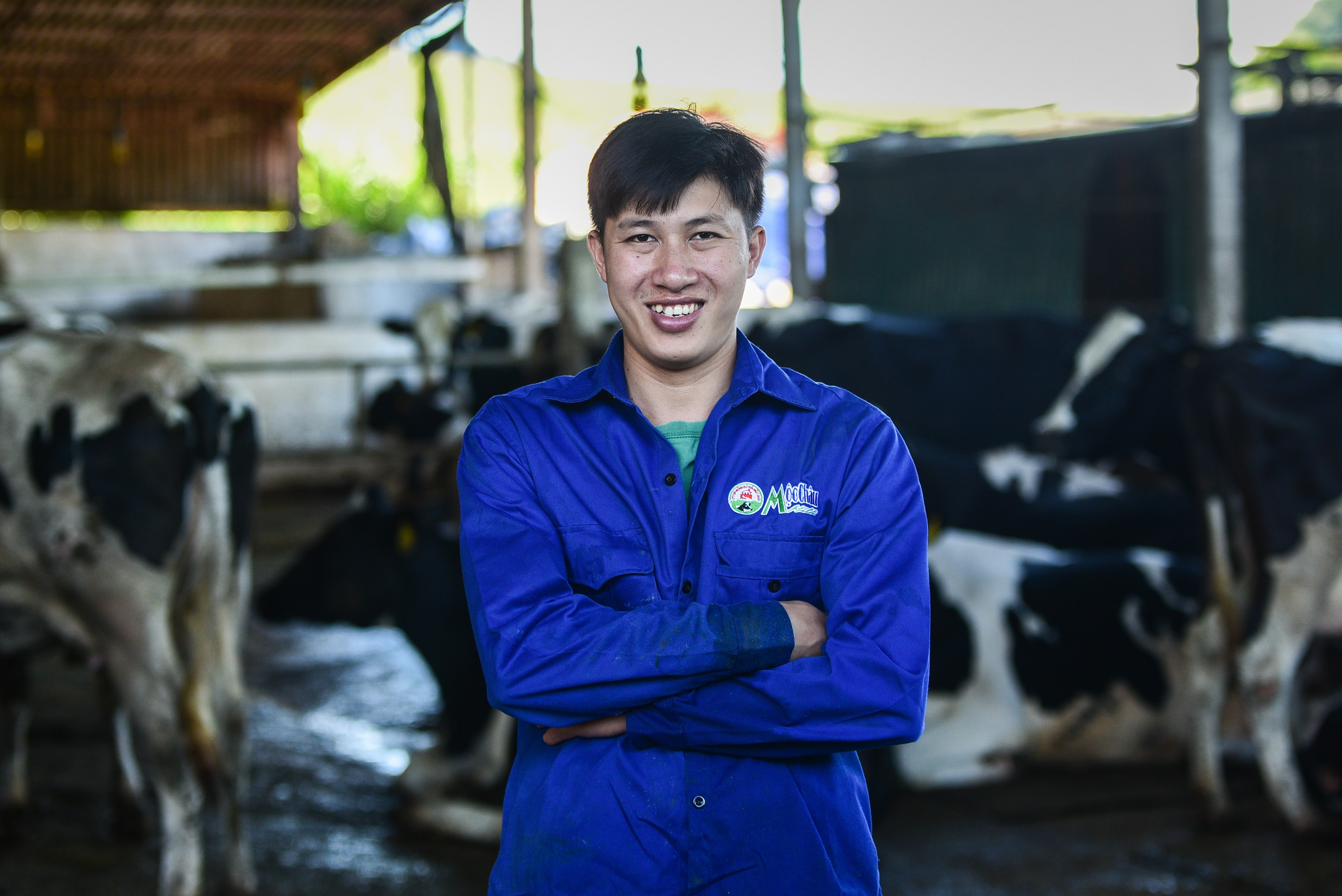 'Ty phu' 9X nuoi bo sua tren cao nguyen Moc Chau hinh anh