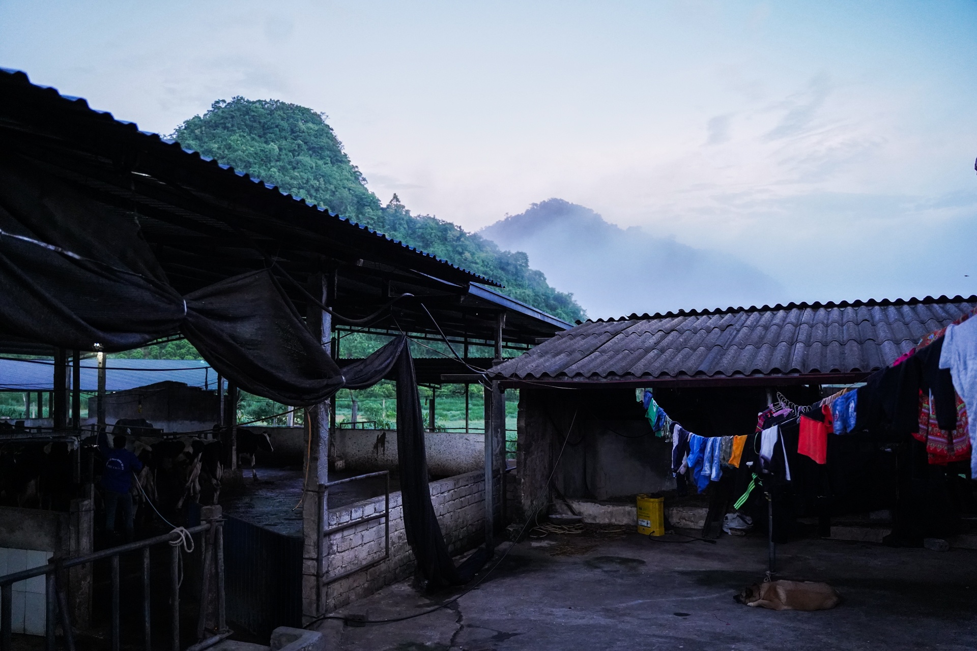 tỷ phú bò sữa 9x ảnh 4 ty phu bo sua 9x anh 4