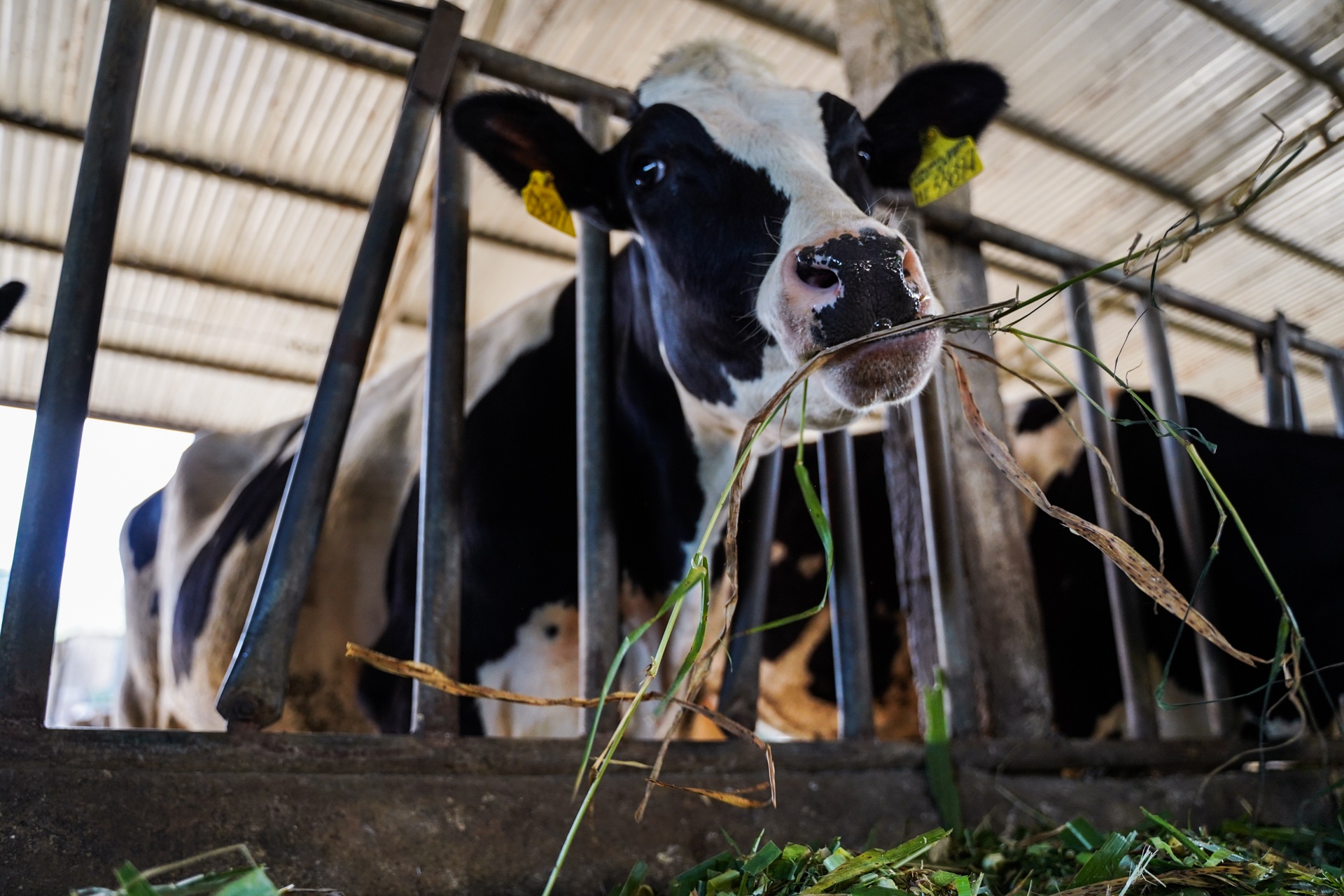 tỷ phú bò sữa 9x ảnh 10 ty phu bo sua 9x anh 10