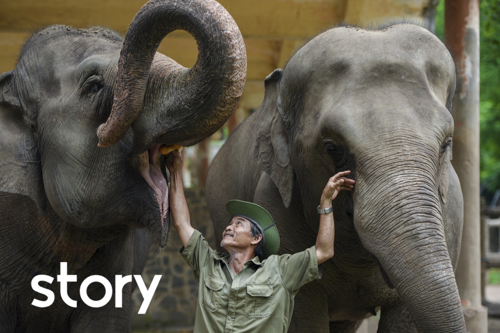 30 nam lam bao mau cho voi o Thao Cam Vien hinh anh