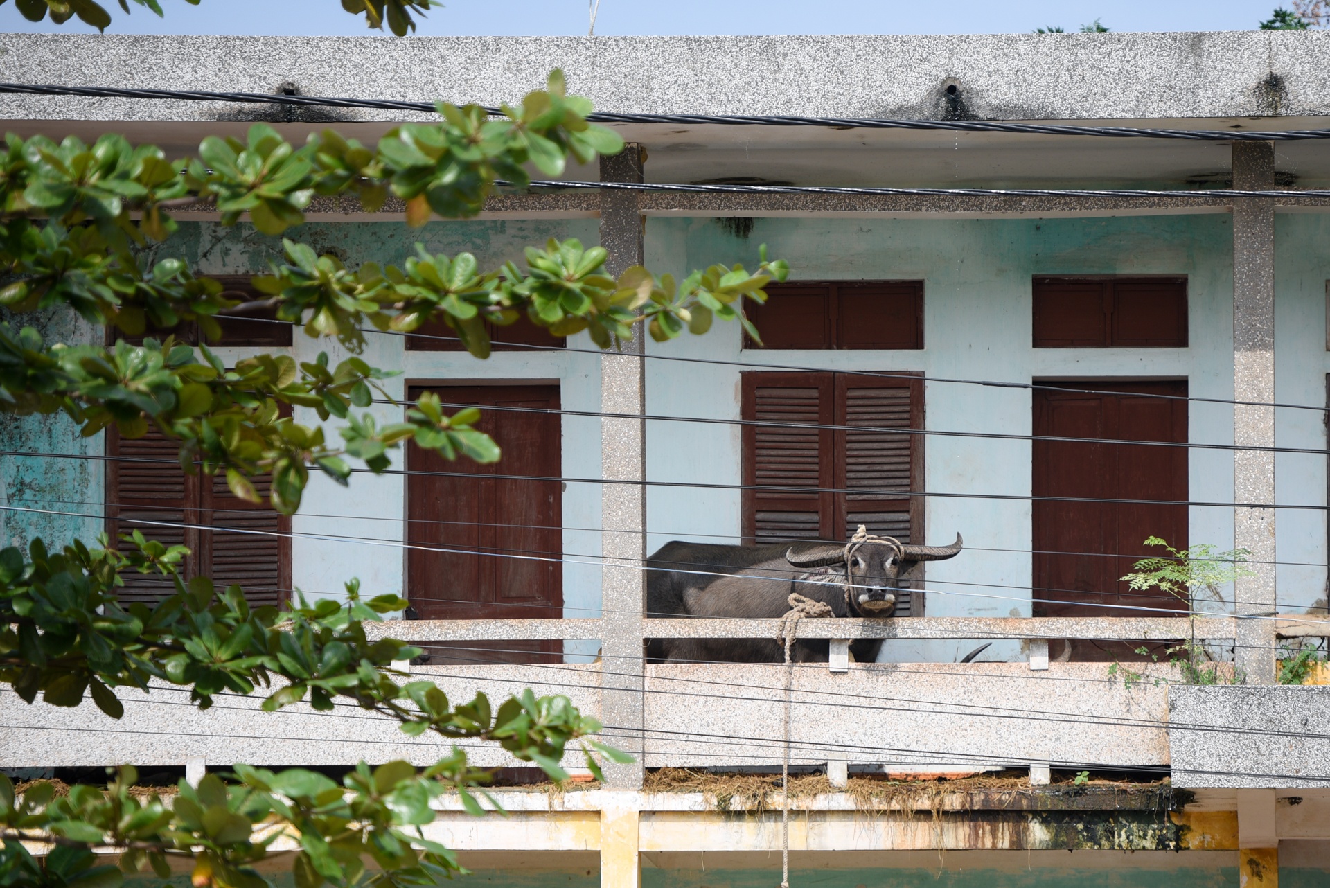 mat hoa mau sau lu anh 6