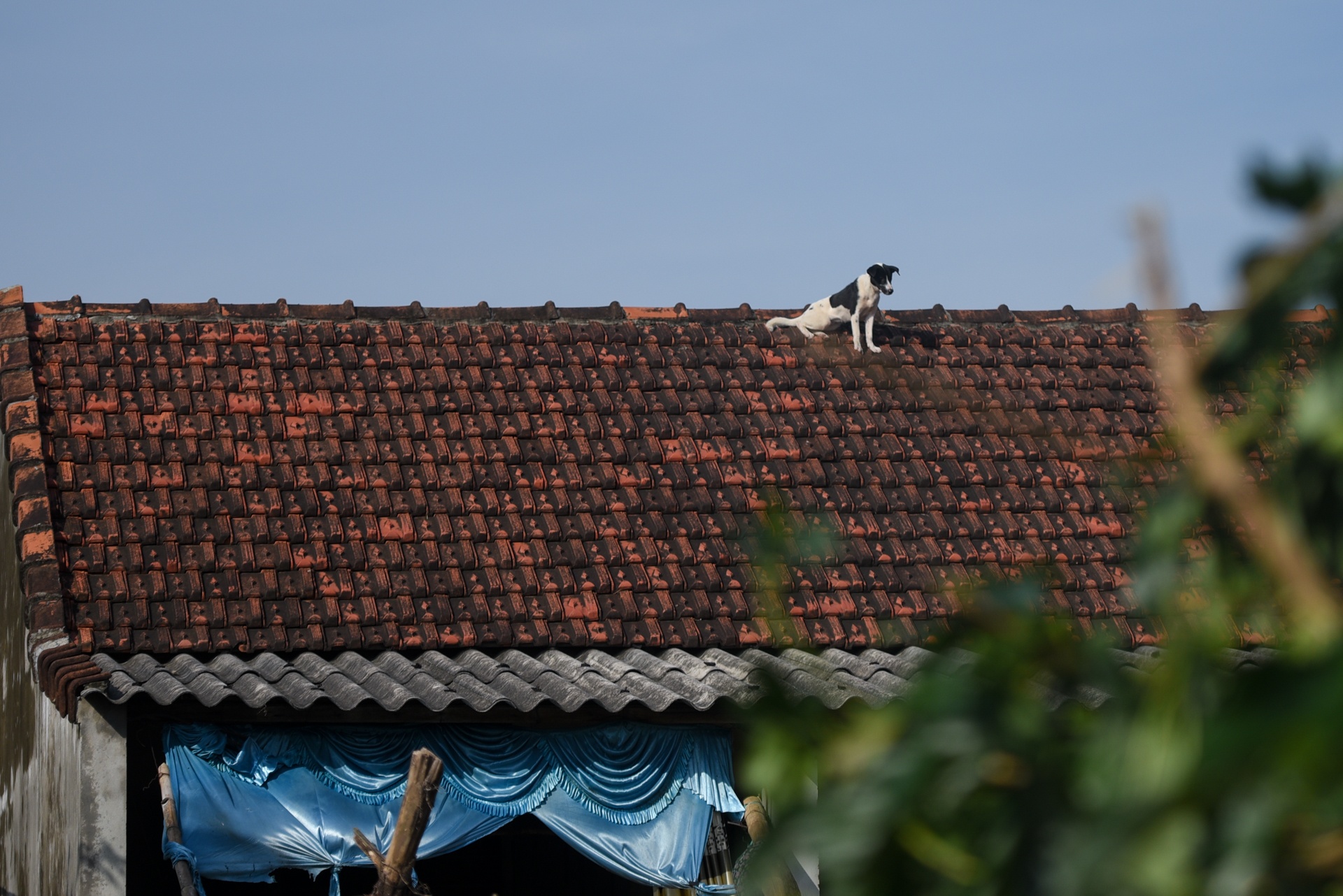 mat hoa mau sau lu anh 10