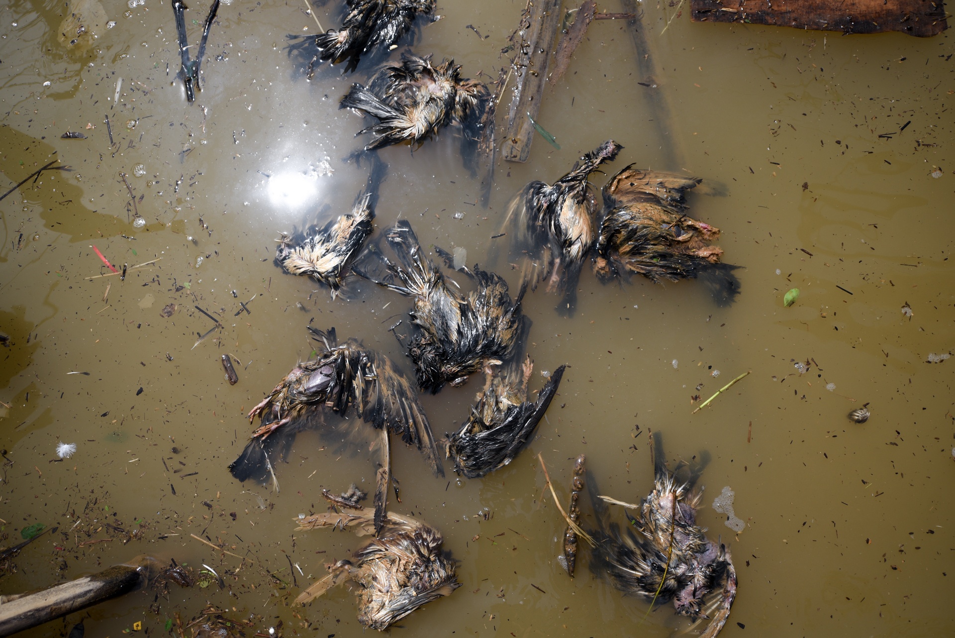 lu lut Quang Binh anh 6