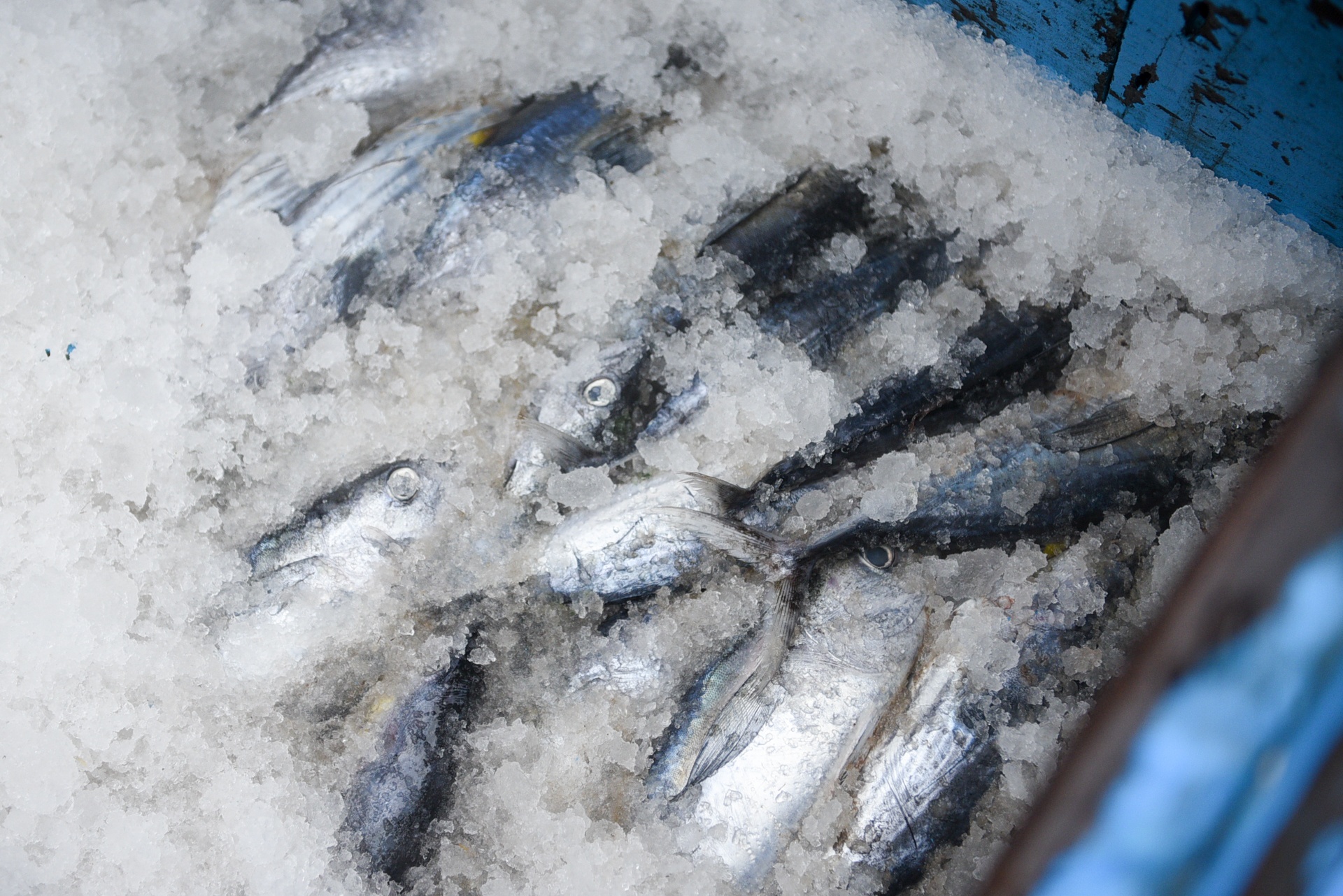 Tau ca tranh bao so 9 anh 3