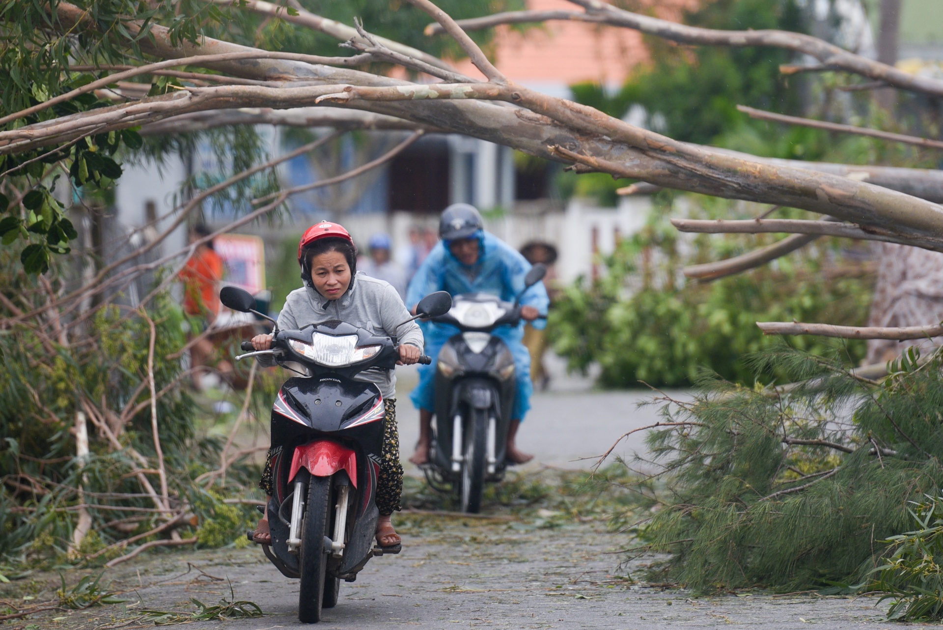 Cay do hang loat, chan ngang duong sau bao hinh anh