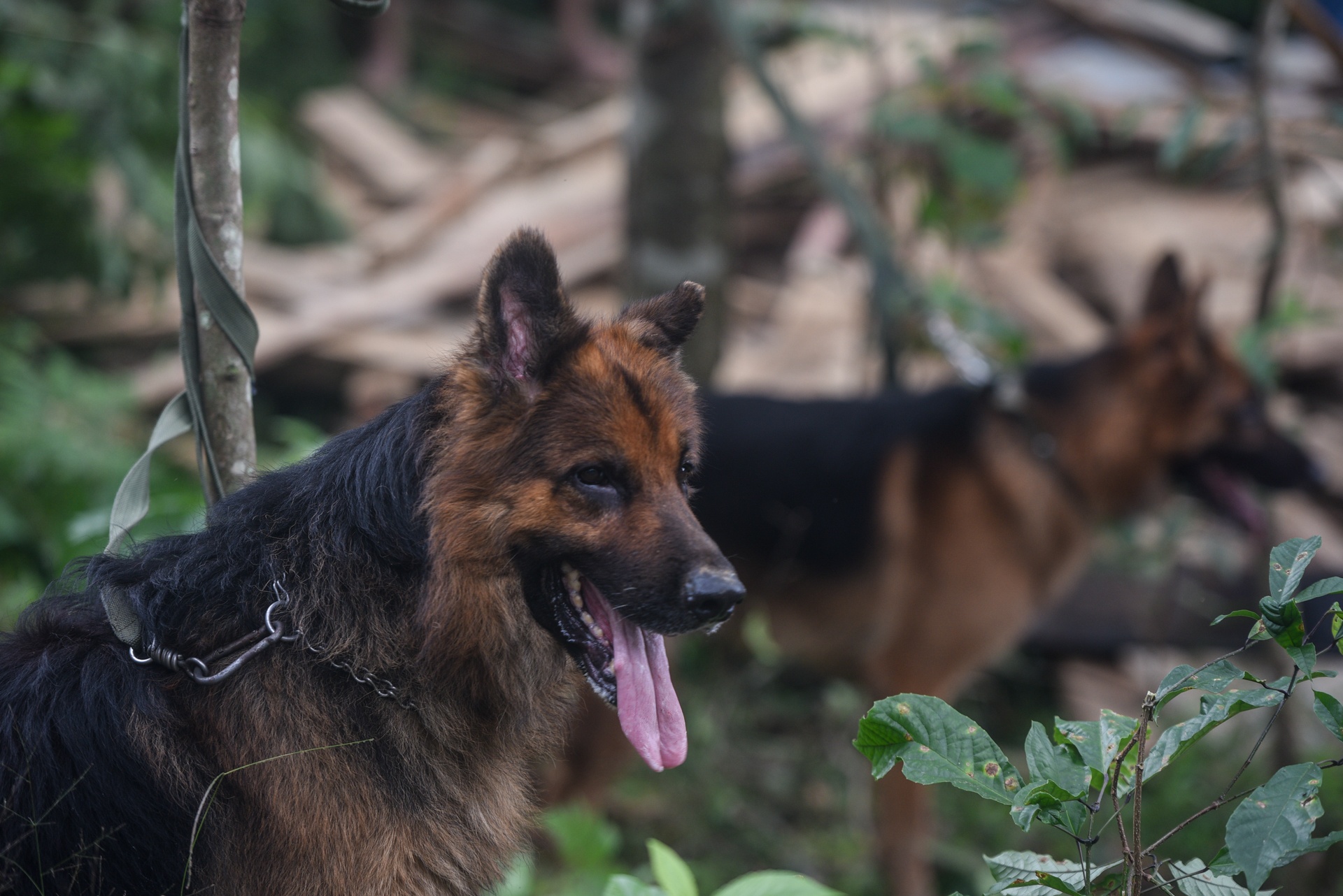 sat lo Tra Leng anh 3