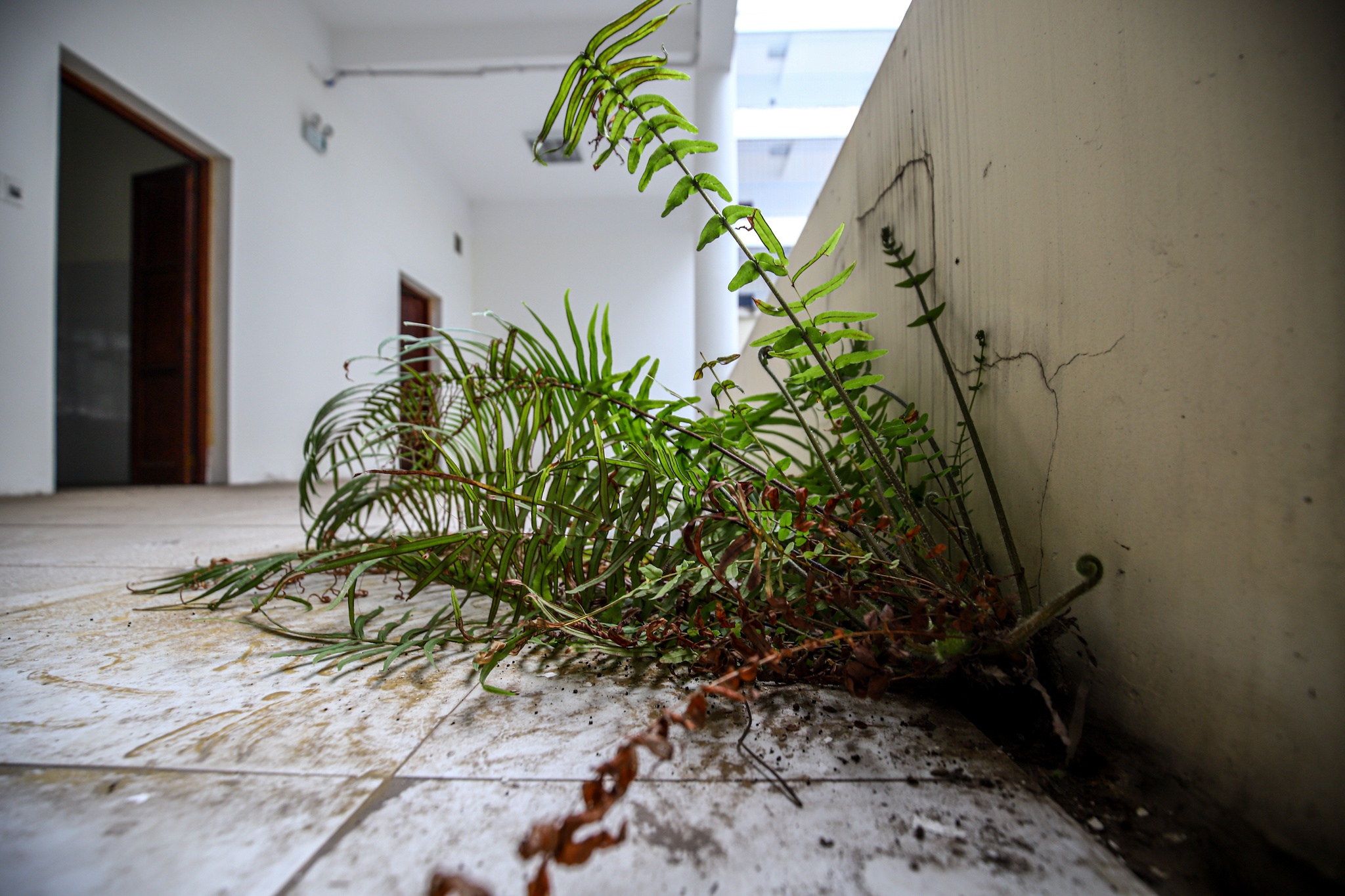 bỏ hoang bệnh viện trăm tỷ ảnh 8 bo hoang benh vien tram ty anh 8