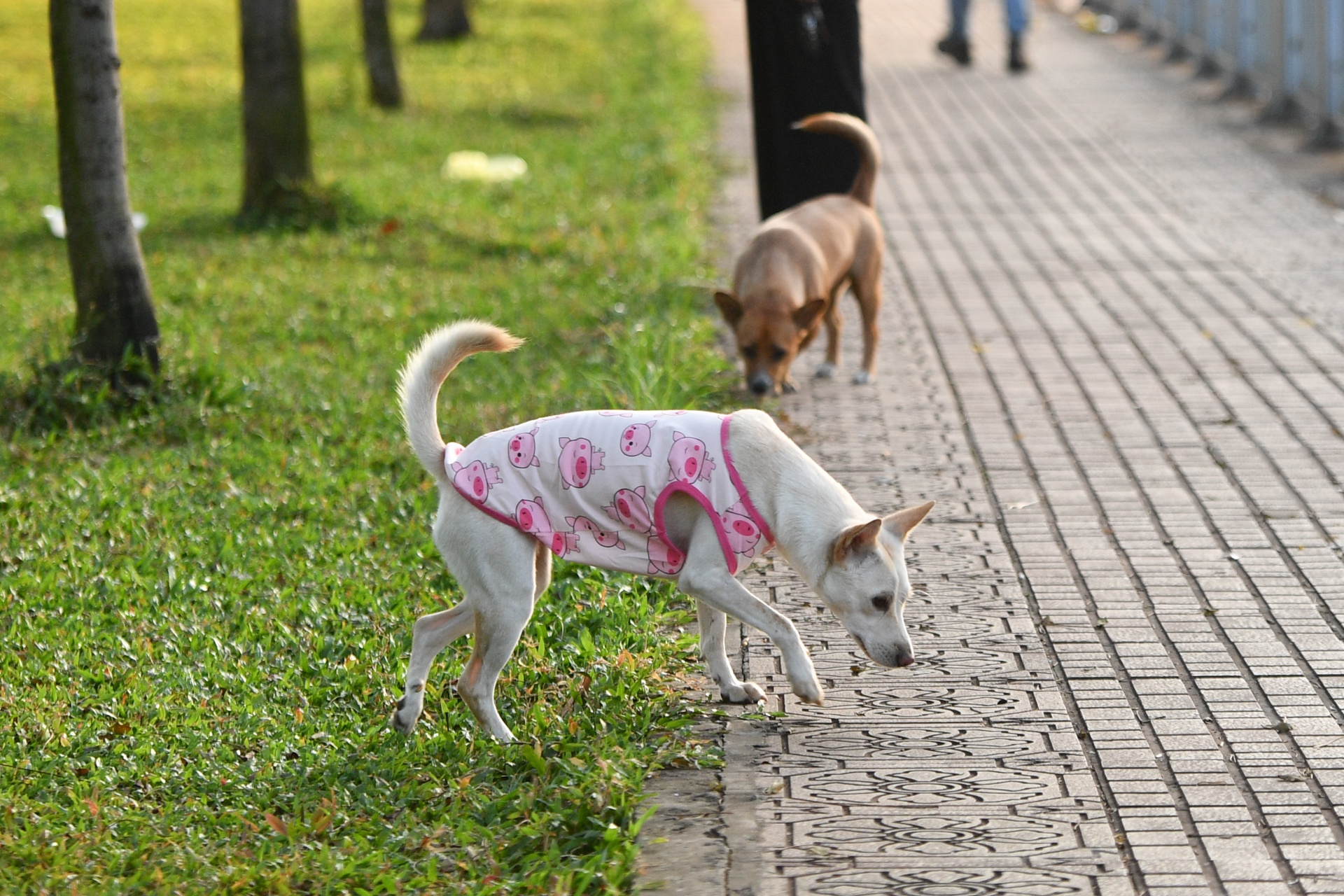 TP.HCM lanh 19 do anh 8