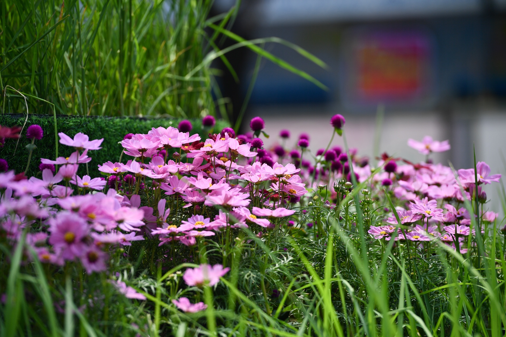 duong hoa Nguyen Hue 2021 anh 9