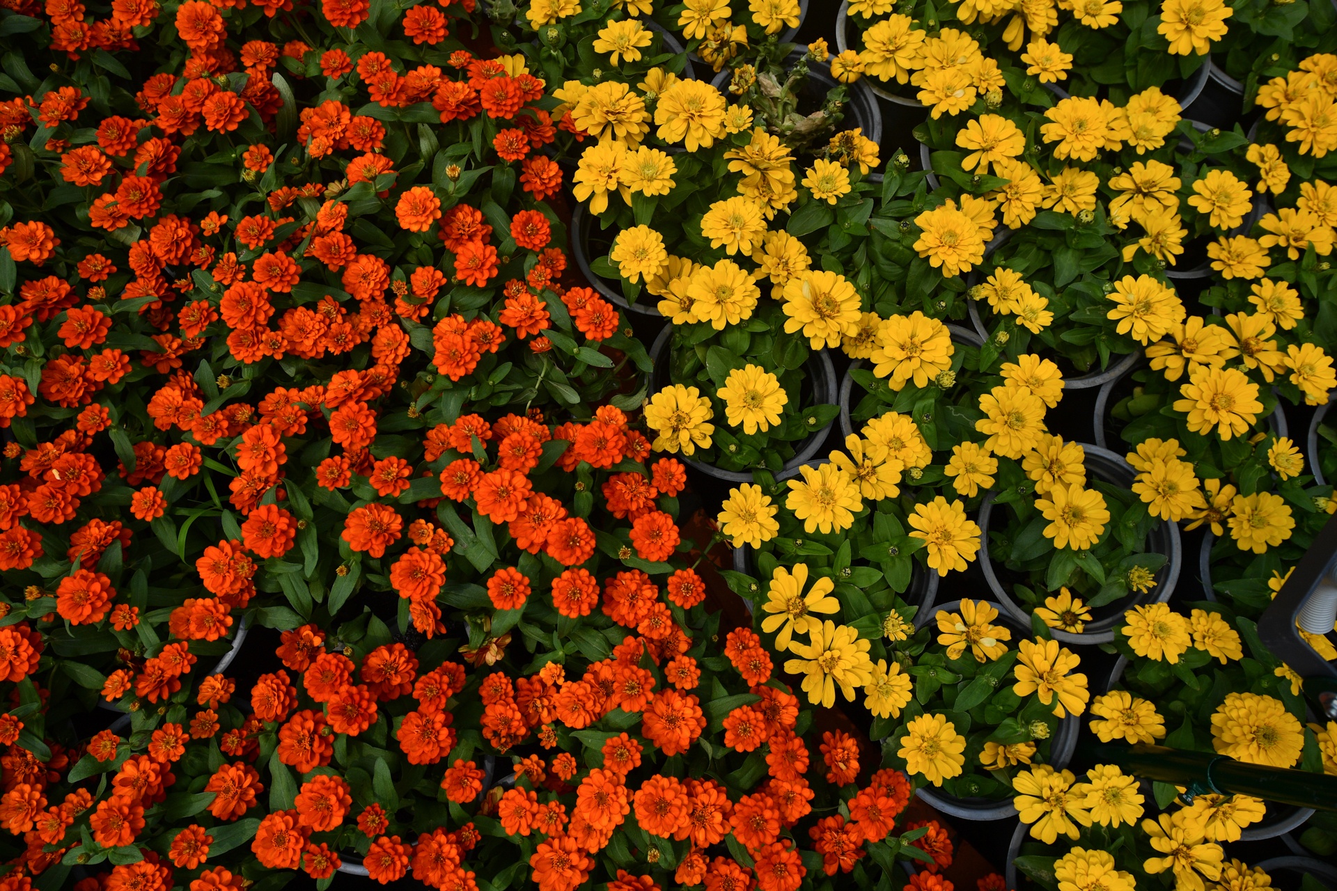 duong hoa Nguyen Hue 2021 anh 4