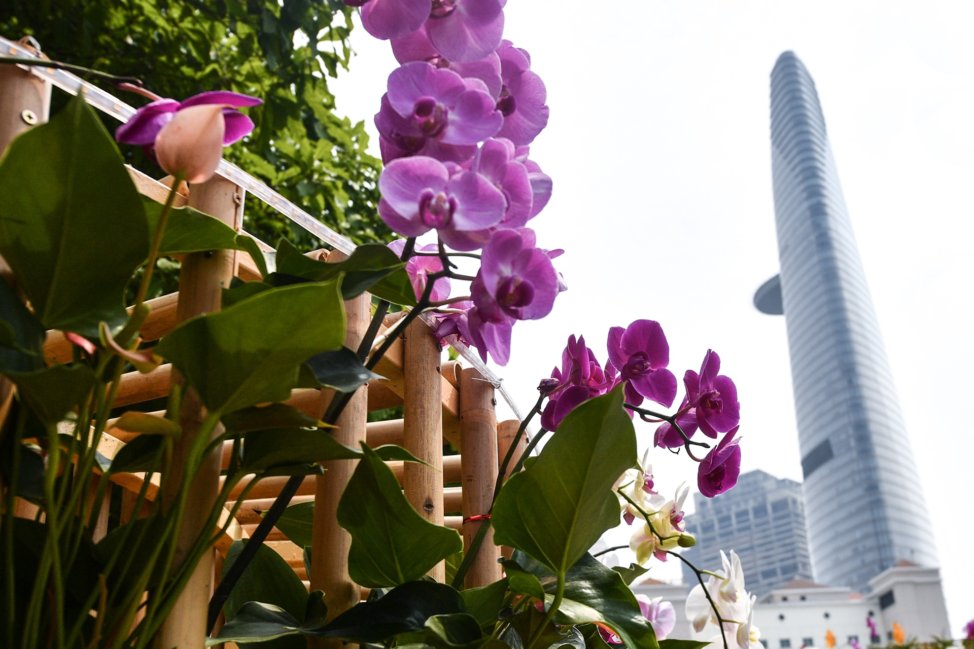 duong hoa Nguyen Hue 2021 anh 8