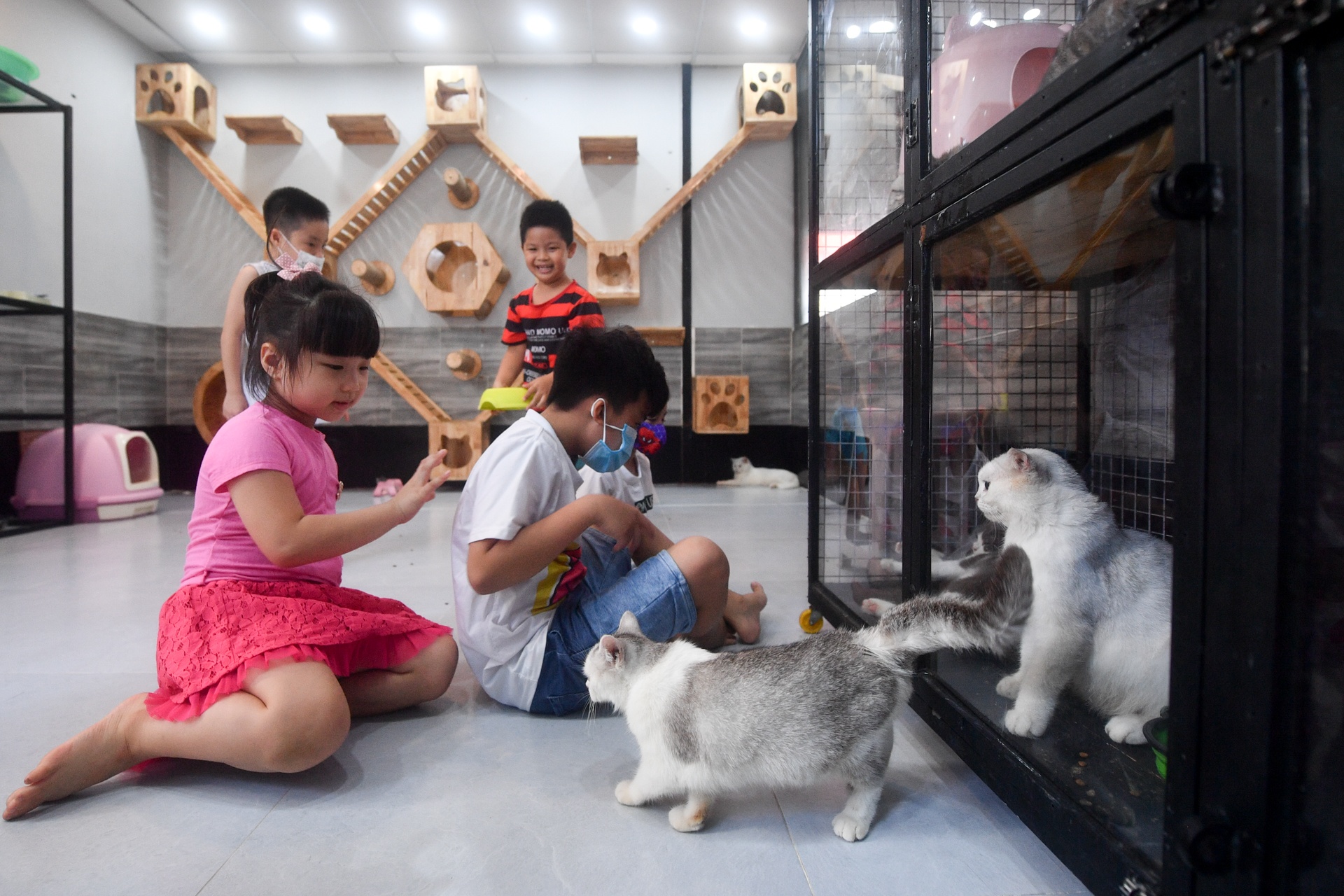 cafe dong vat anh 11