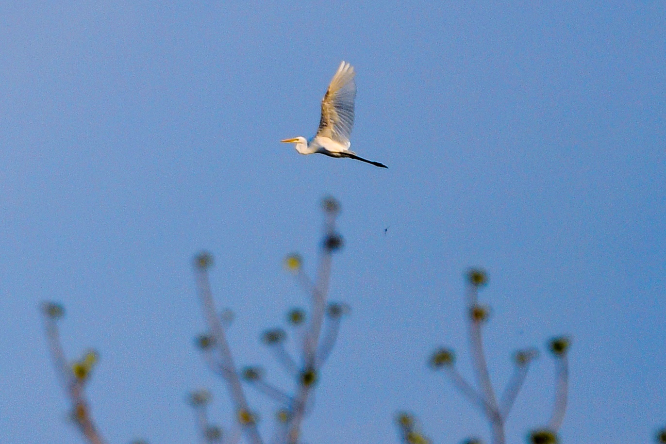 rung ngap man Phan Thiet anh 22