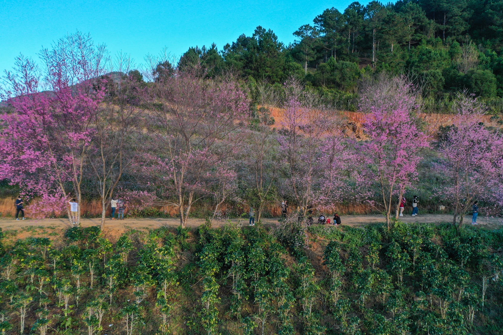 mua hoa Da Lat anh 13