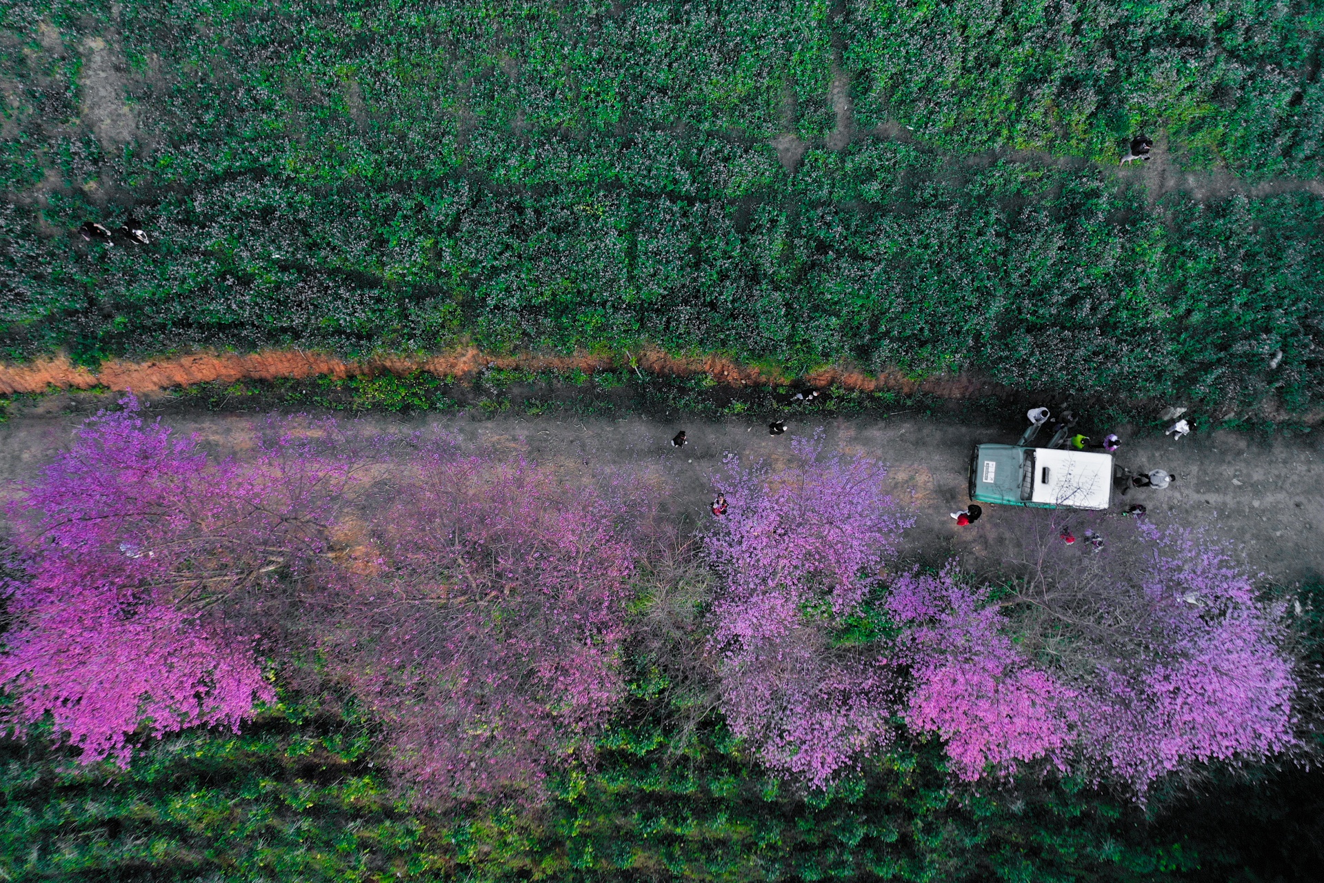 mua hoa Da Lat anh 6