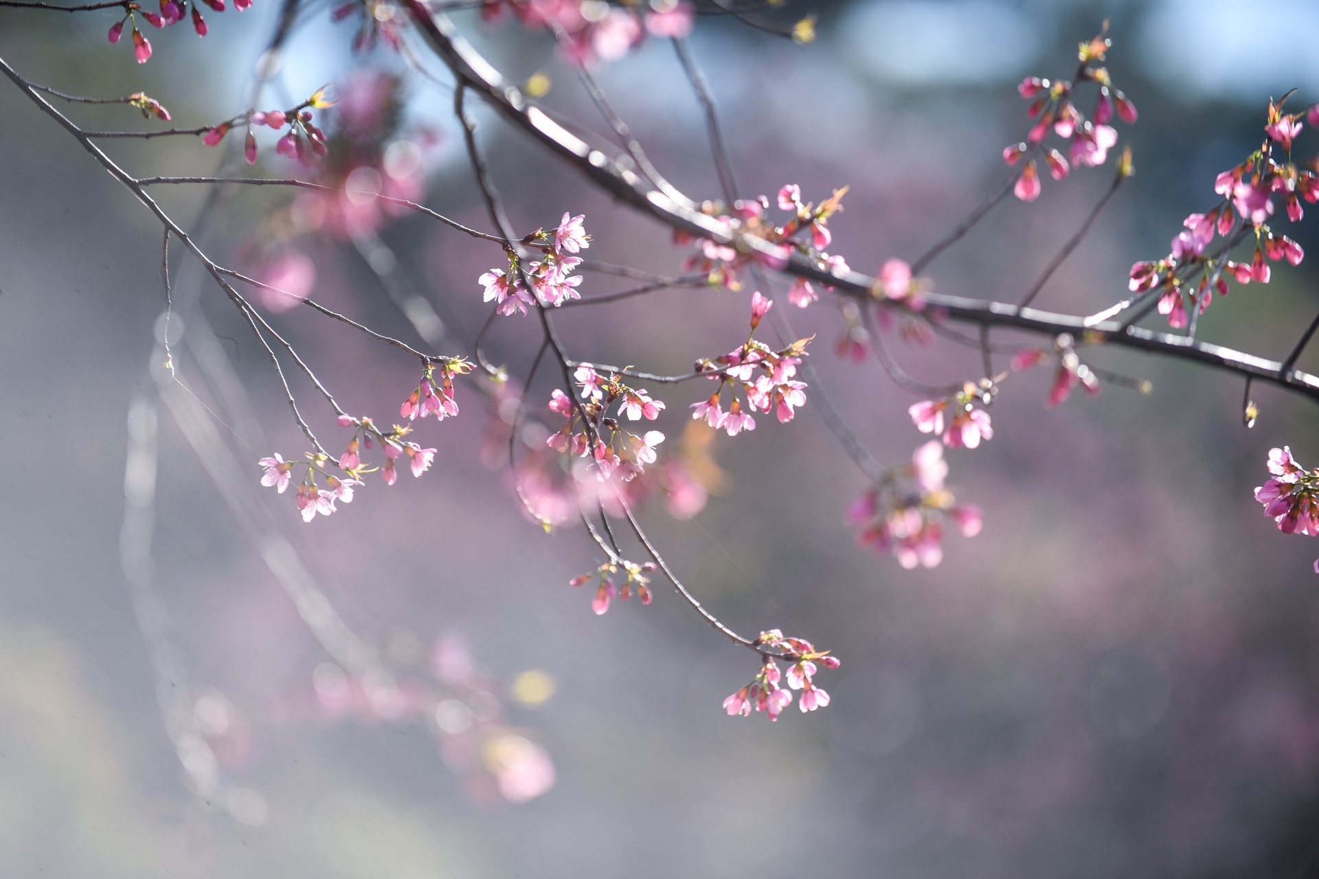 mua hoa Da Lat anh 4