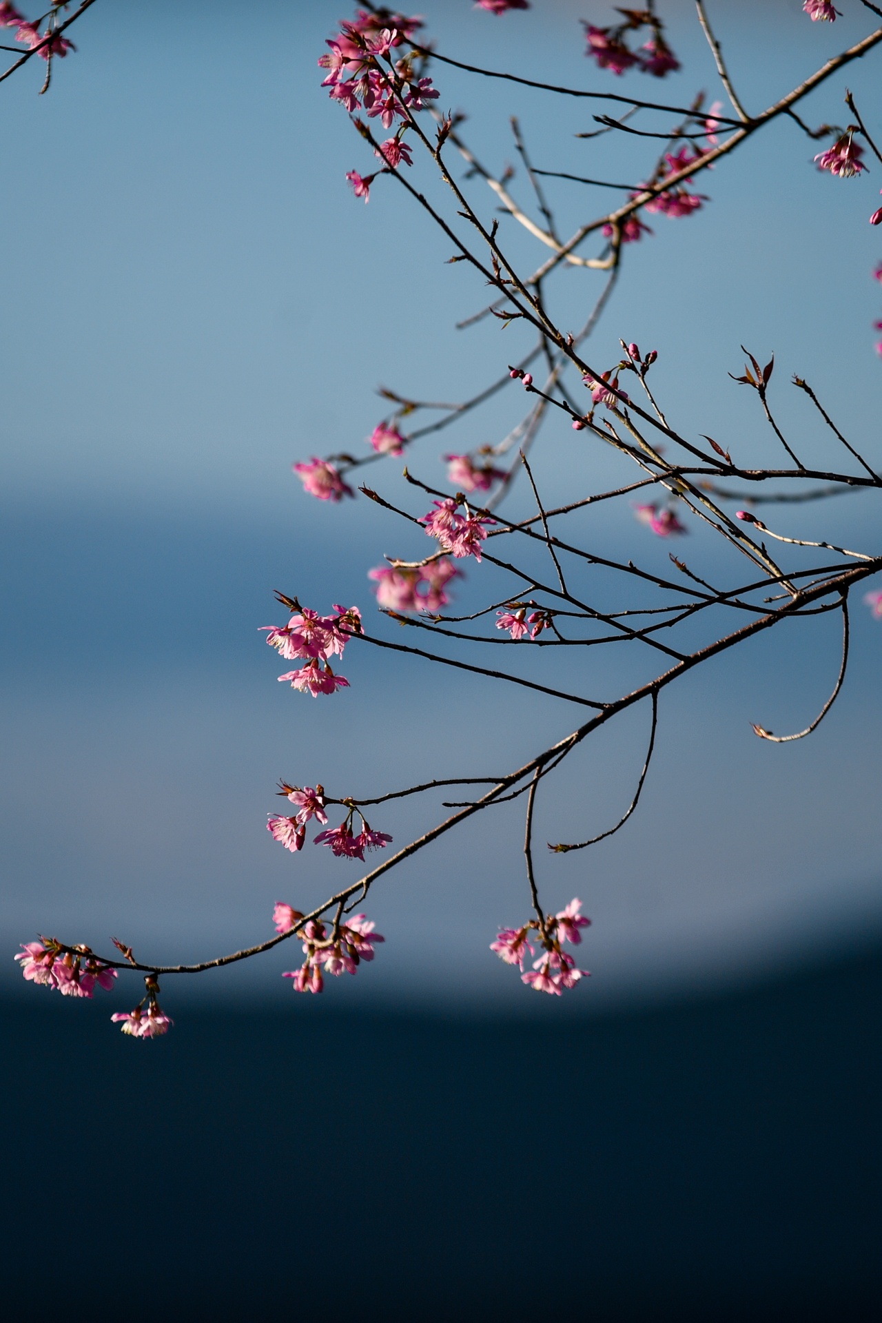 mua hoa Da Lat anh 12