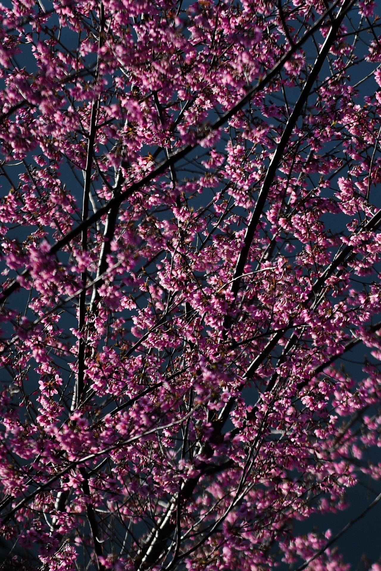 mua hoa Da Lat anh 11