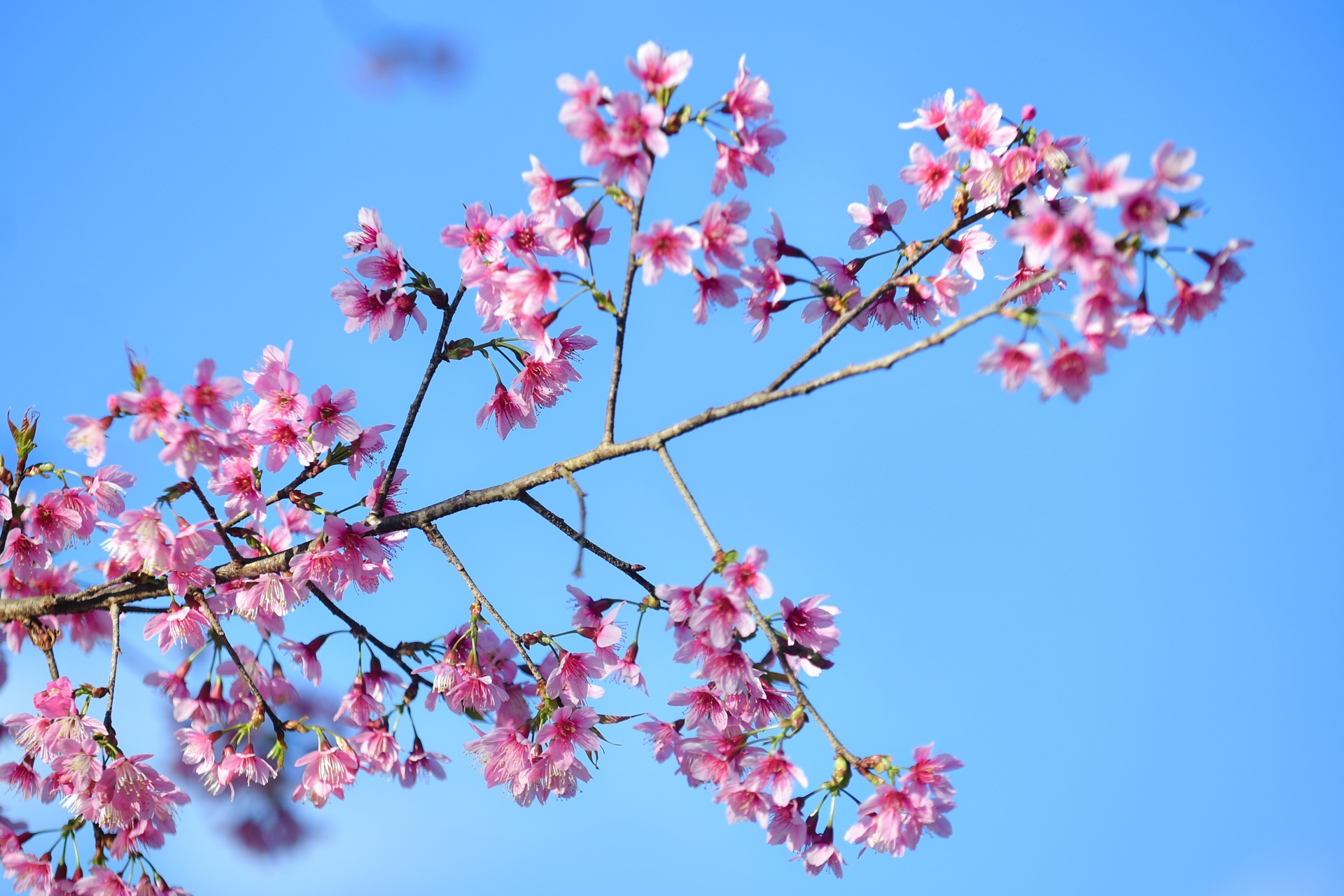 mua hoa Da Lat anh 8