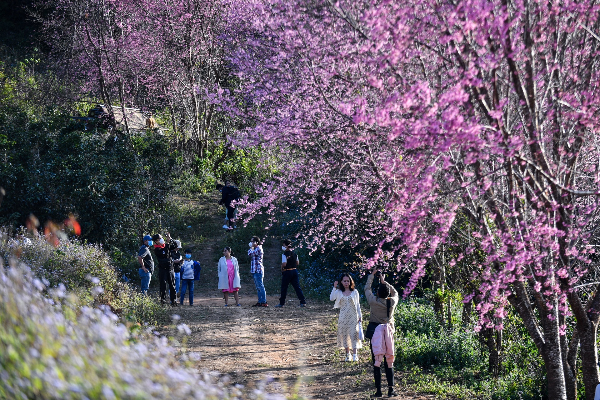 mua hoa Da Lat anh 2