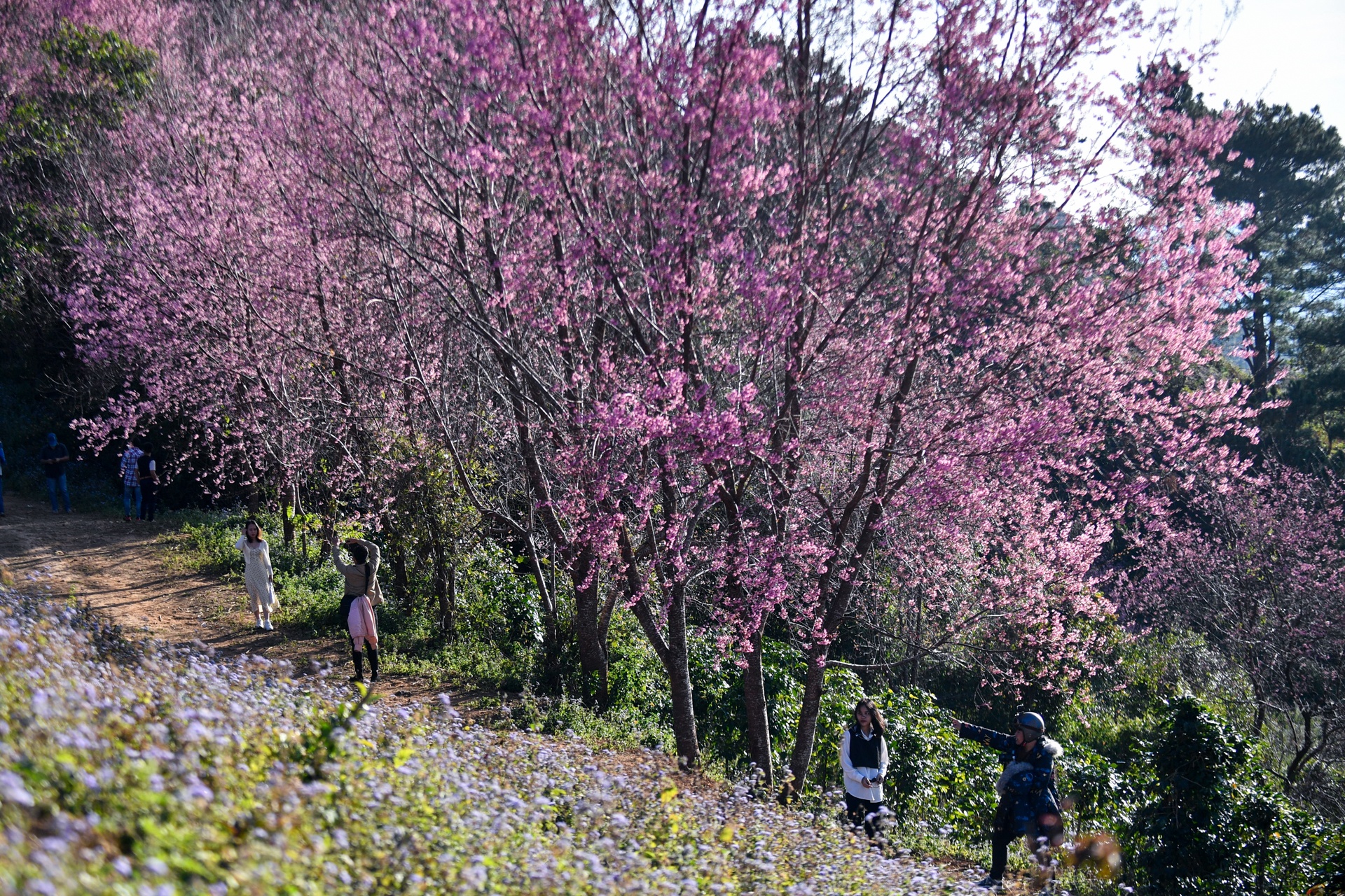 mua hoa Da Lat anh 19