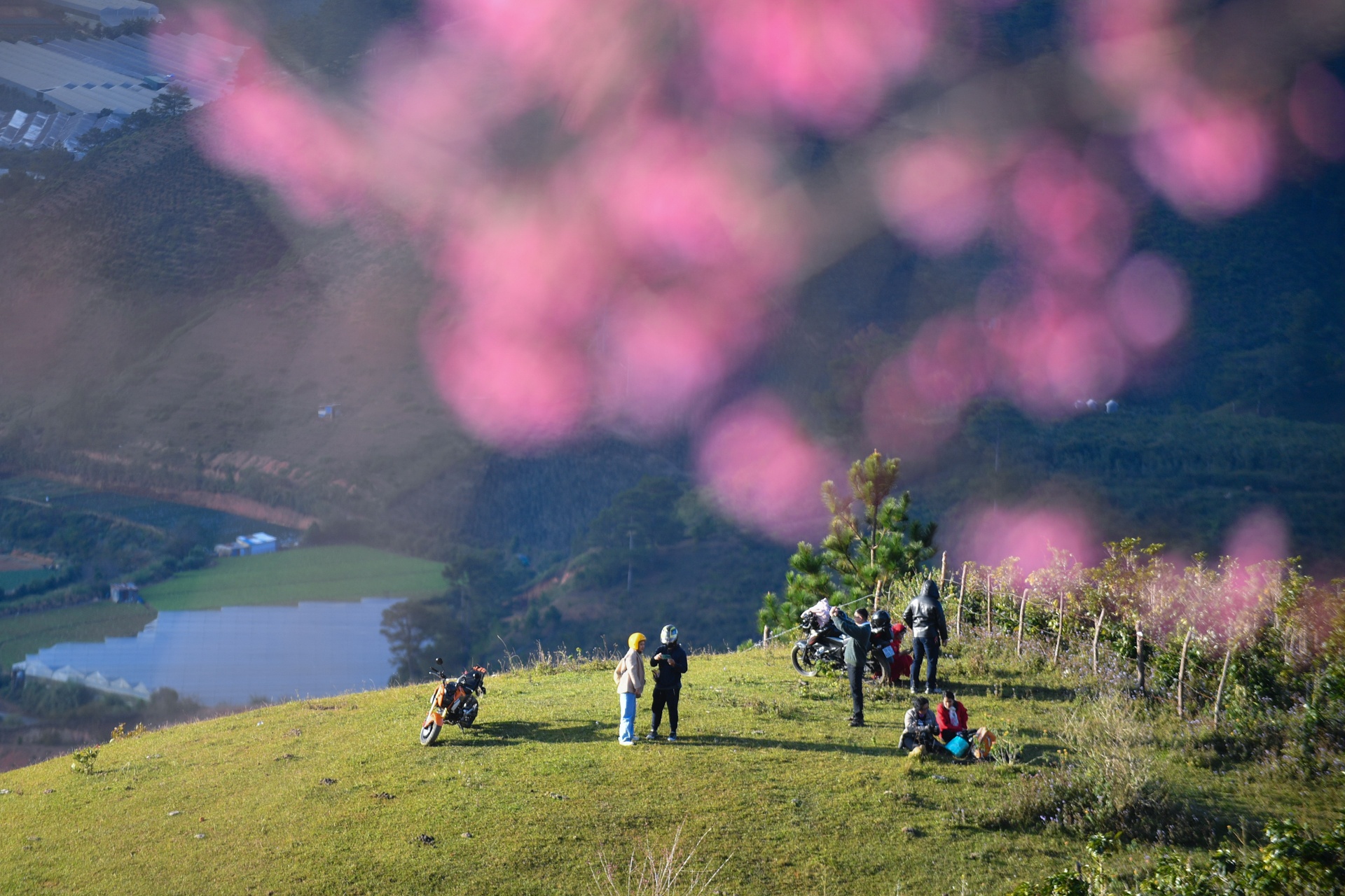 mua hoa Da Lat anh 21