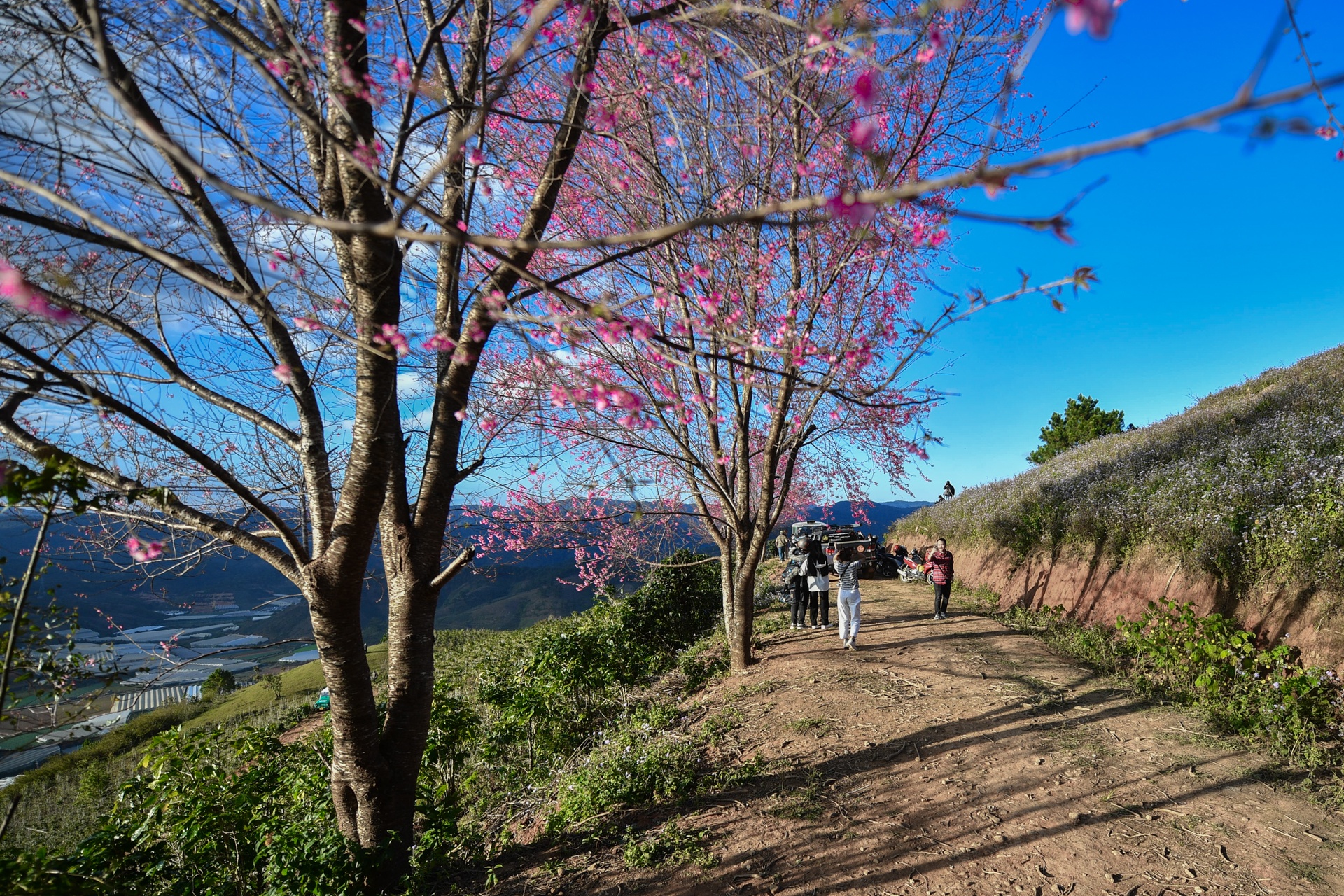 mua hoa Da Lat anh 10