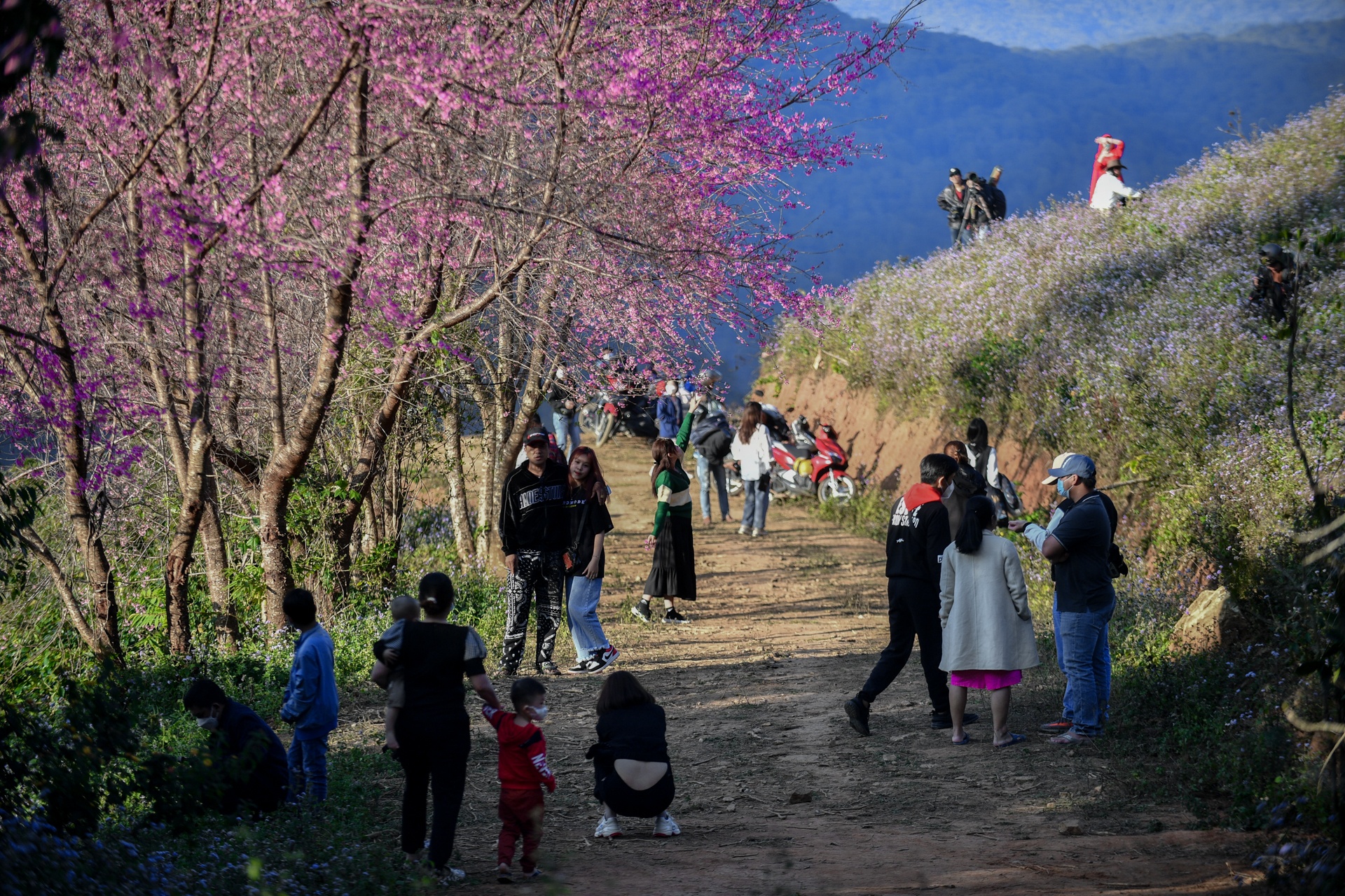 mua hoa Da Lat anh 18