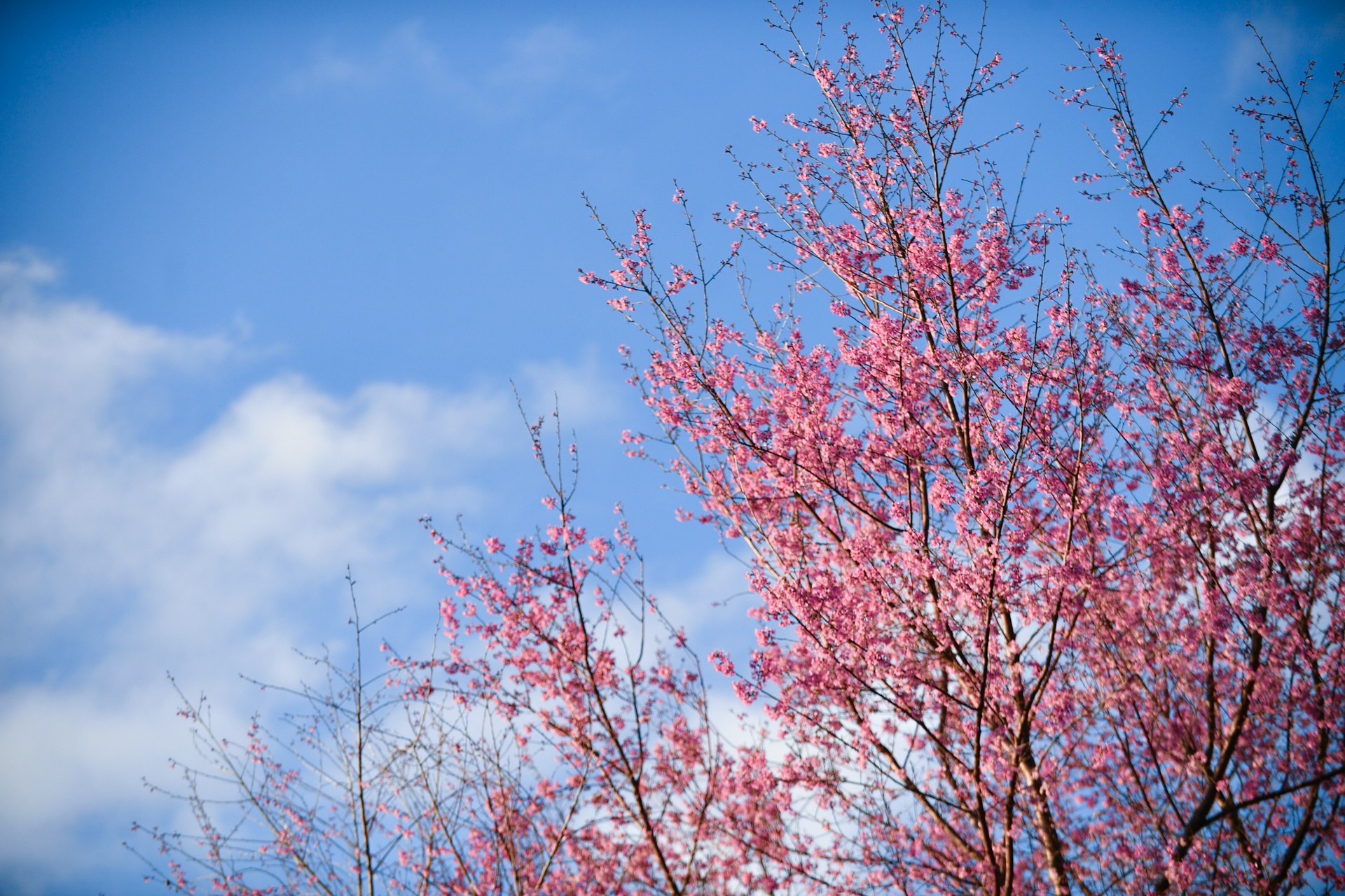 mua hoa Da Lat anh 7