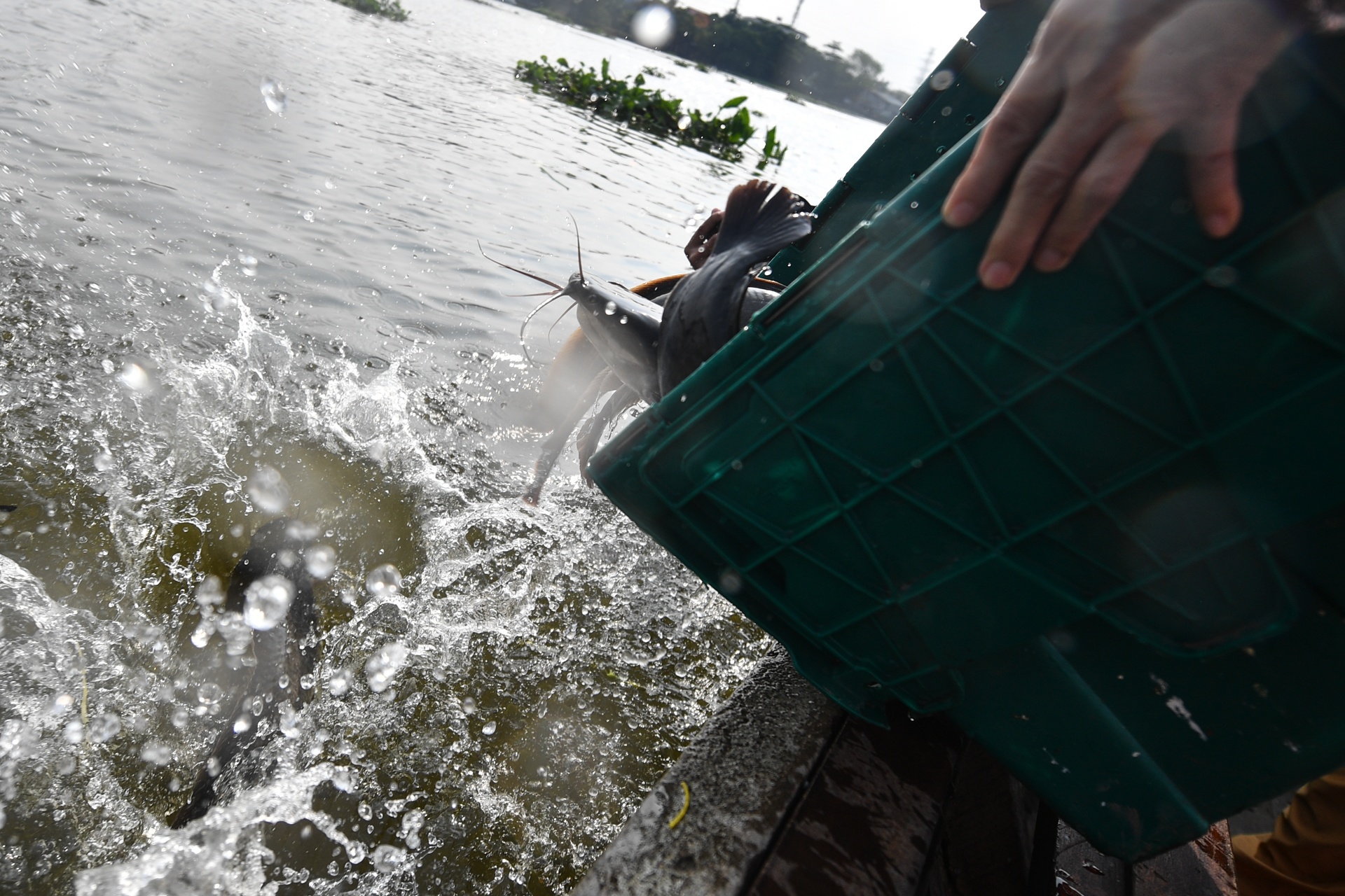 tha ca chep ong Tao anh 7