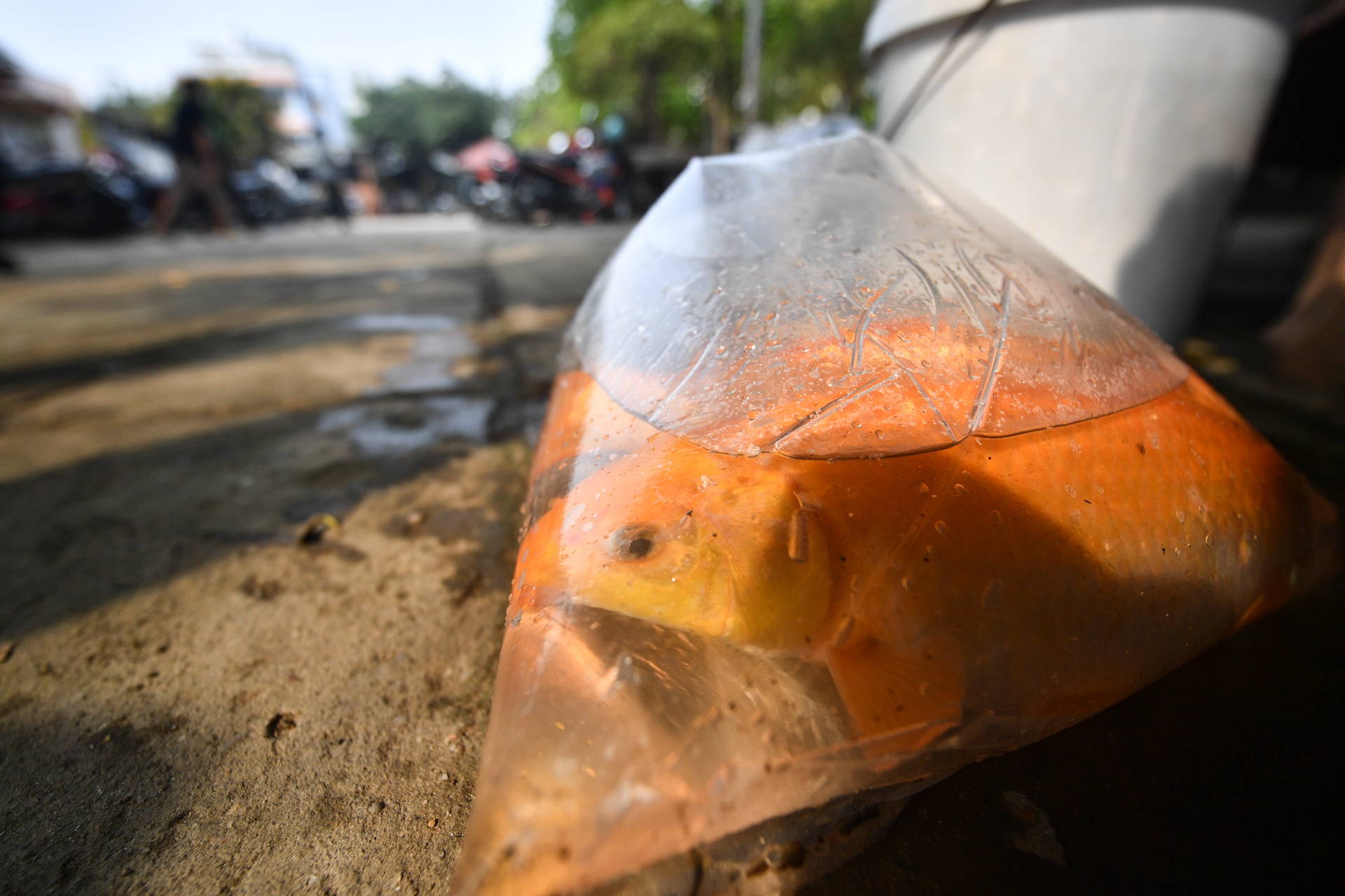 tha ca chep ong Tao anh 4