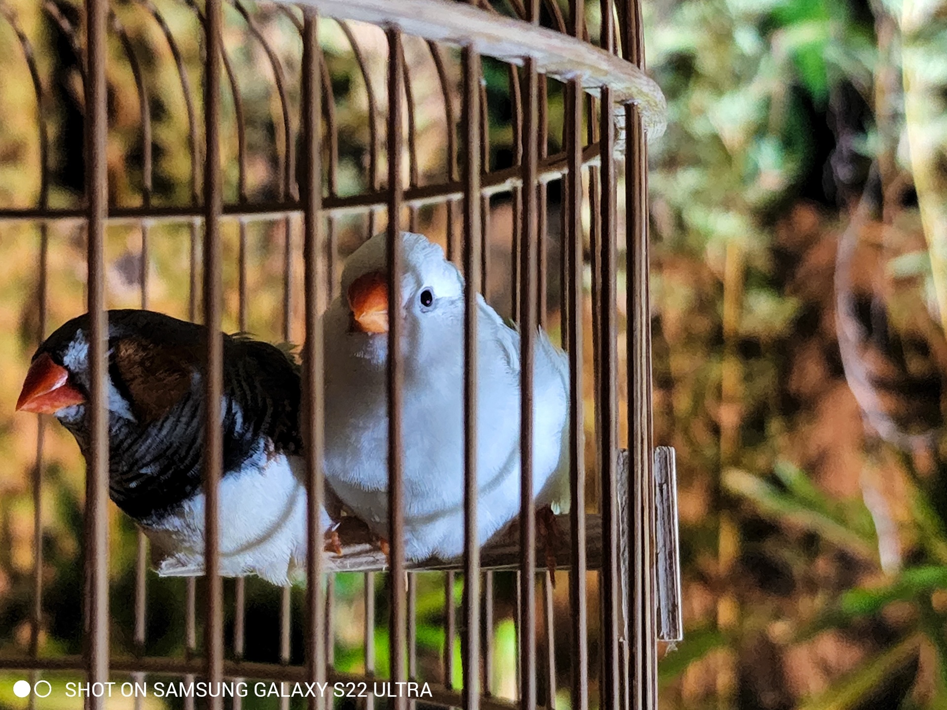 S22 Ultra chup dem anh 27