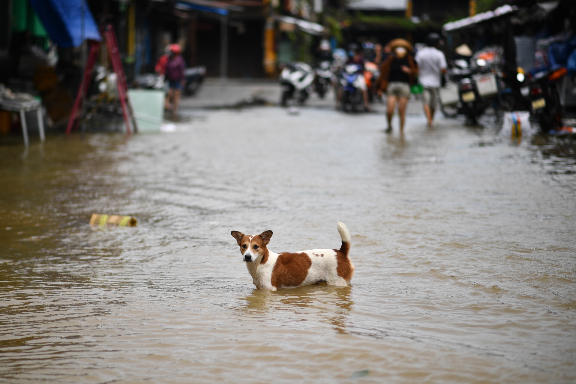 Bao Noru vao Hoi An anh 11