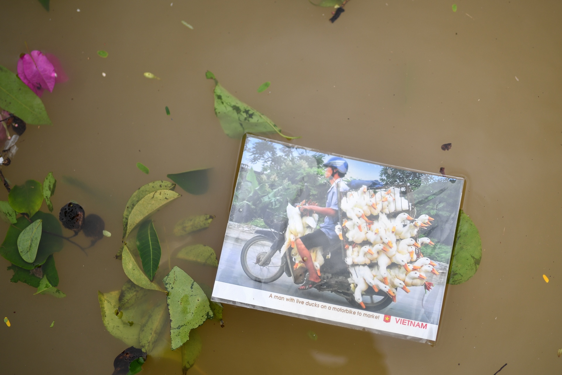 Bao Noru vao Hoi An anh 9