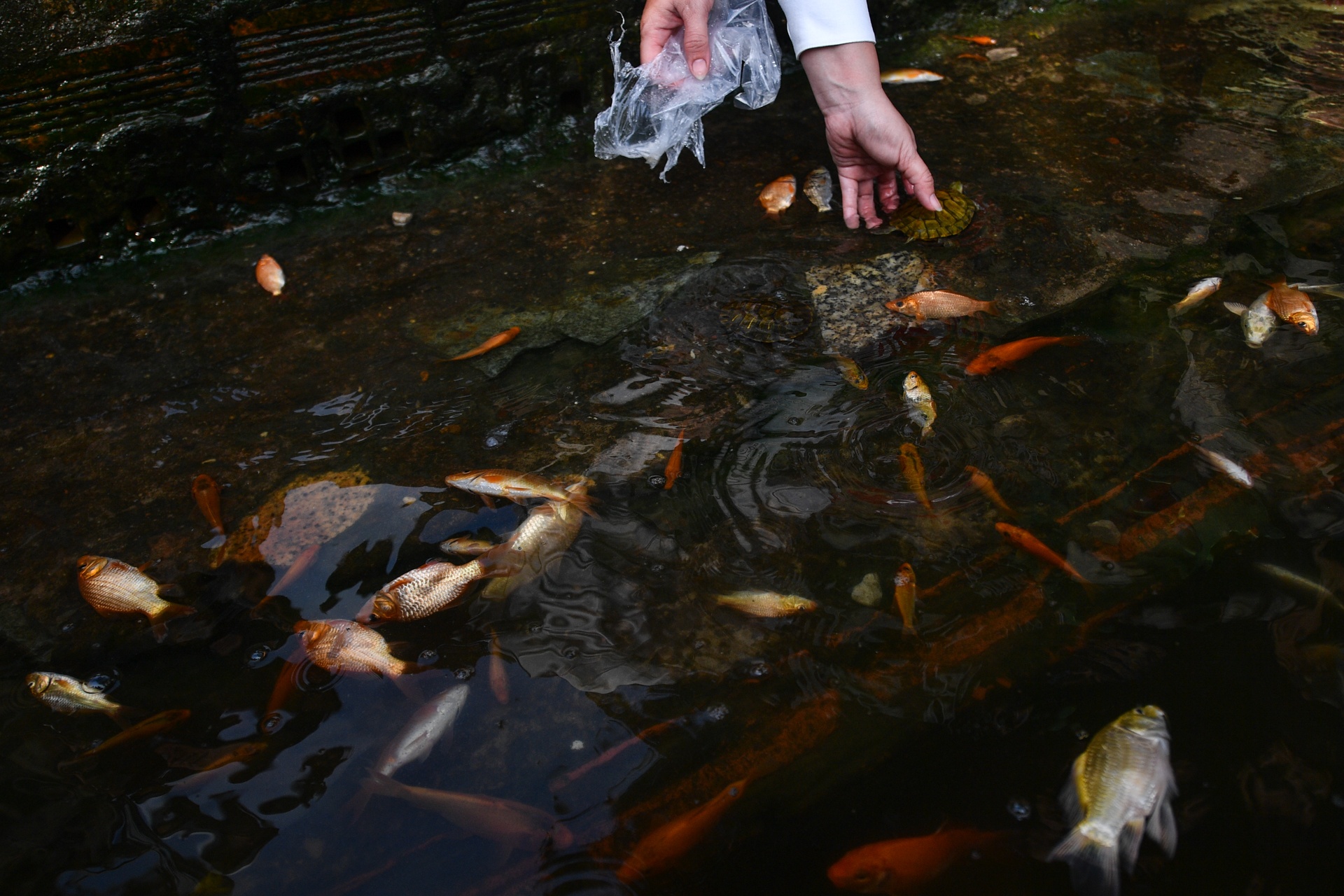 ca chep ong Tao anh 8