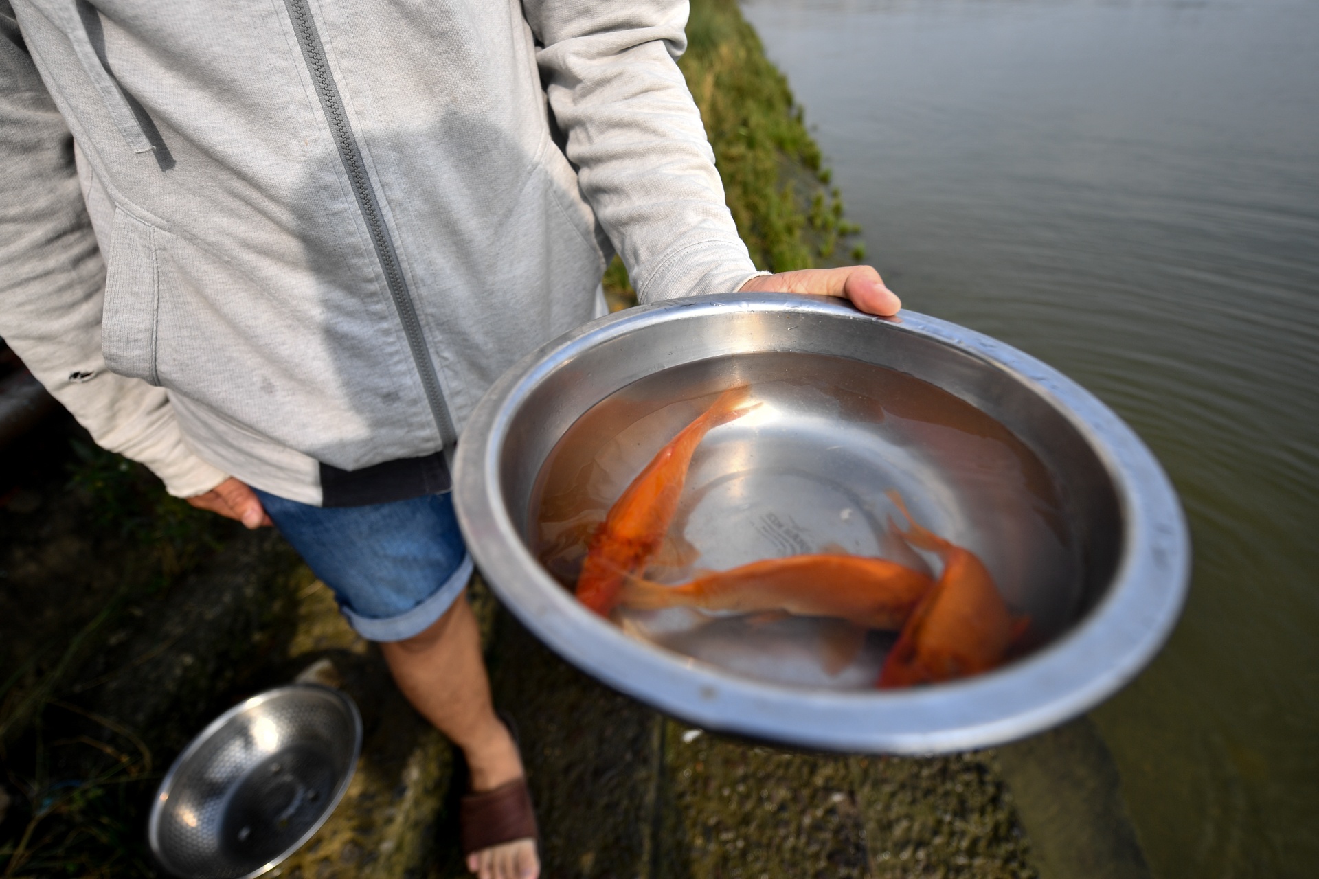 ca chep ong Tao anh 6