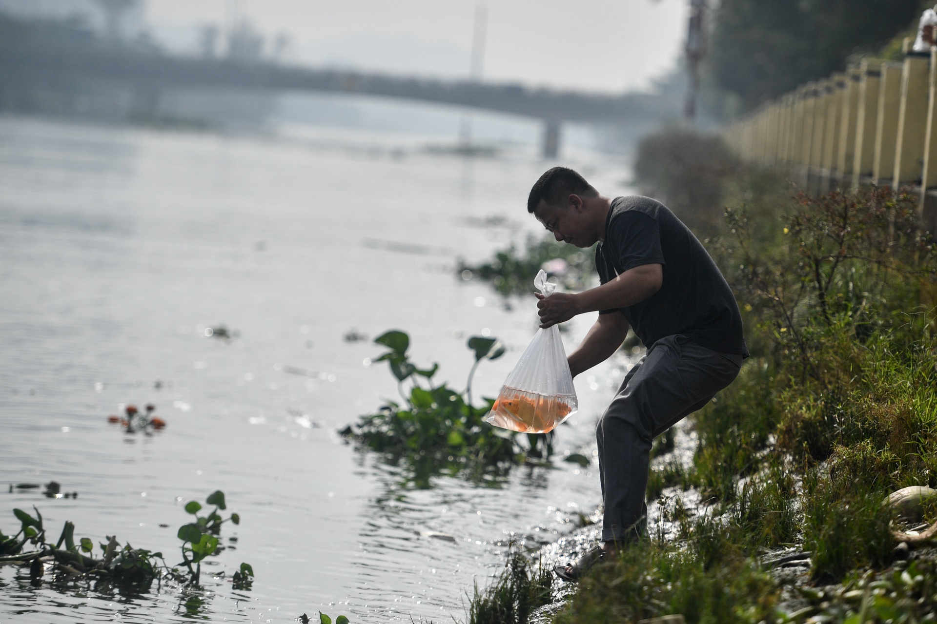 ca chep ong Tao anh 10