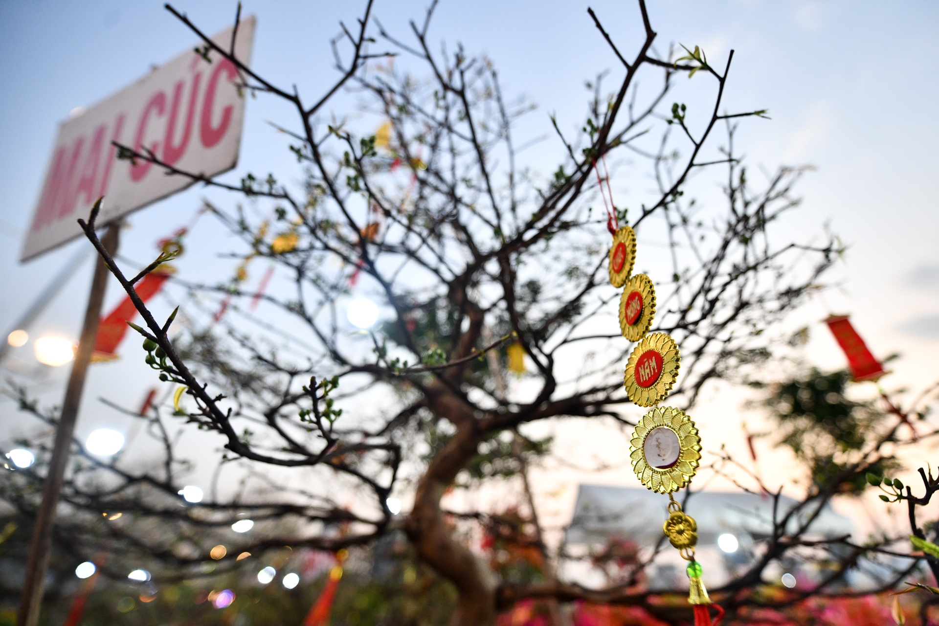 cho hoa TP Thu Duc anh 8